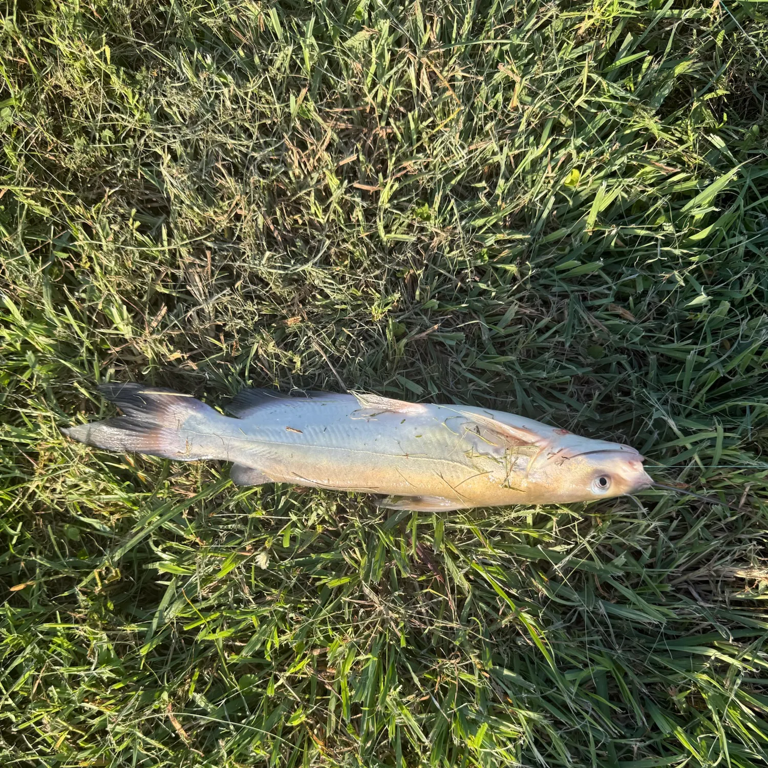 Channel catfish caught on Fishbrain