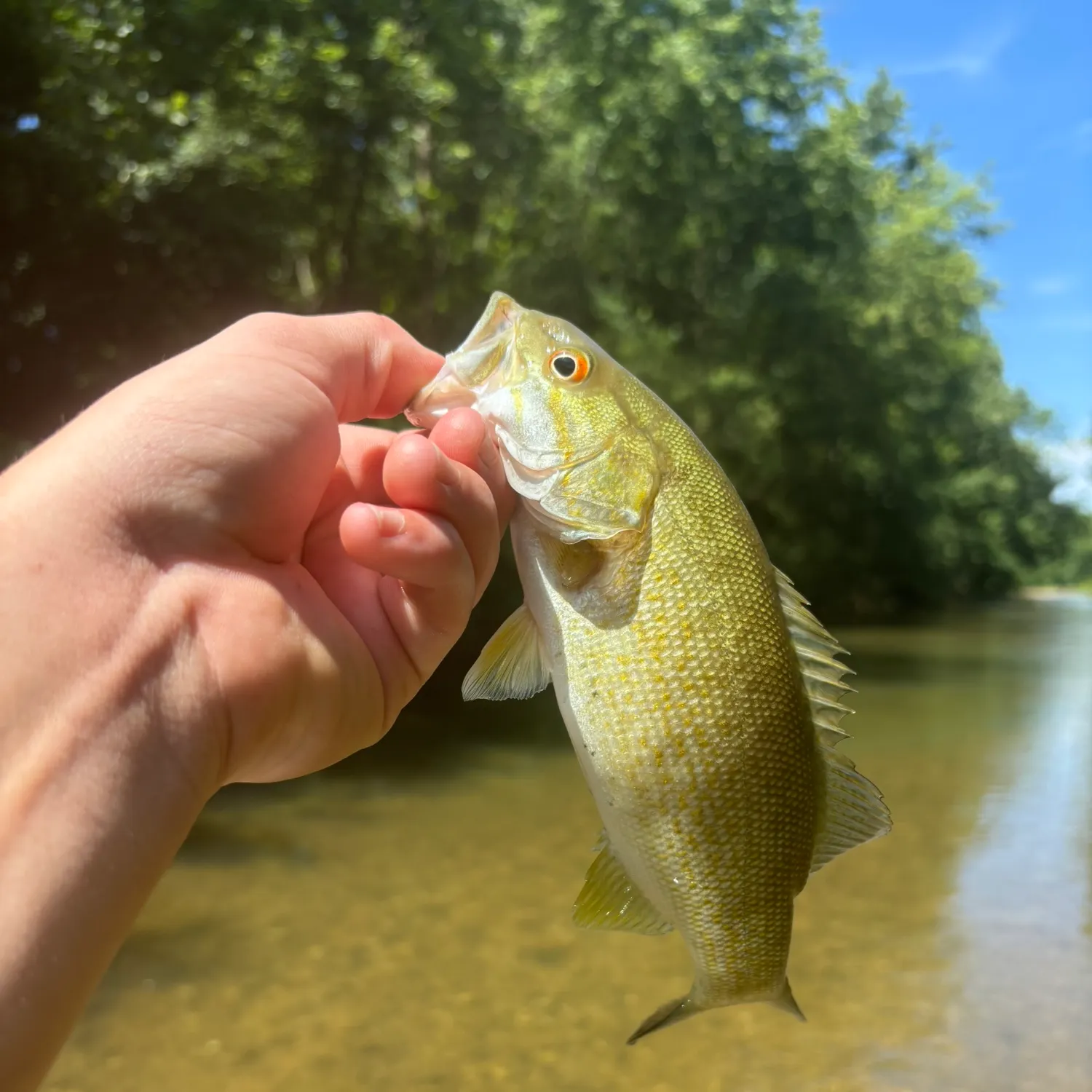 The most recent Meanmouth bass catches on Fishbrain