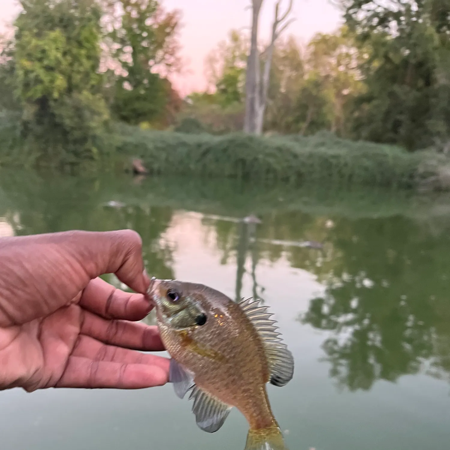 Bluegill caught on Fishbrain