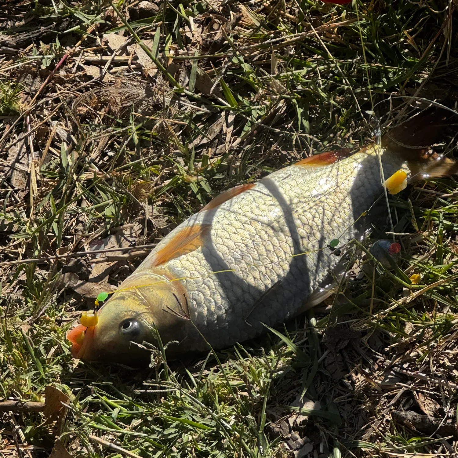 Common carp caught on Fishbrain