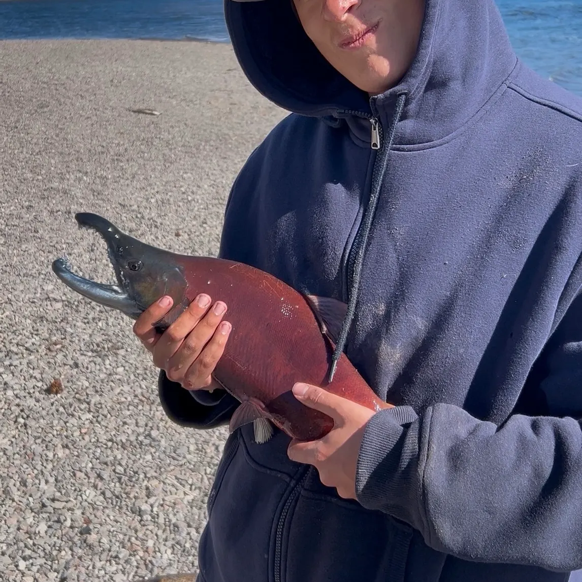 The most recent Kokanee salmon catches on Fishbrain