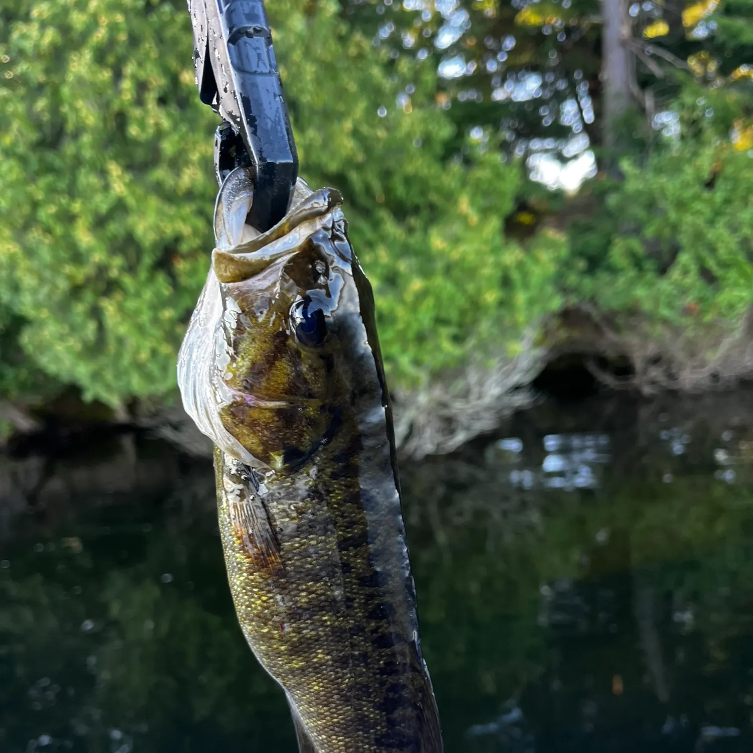 Smallmouth bass caught on Fishbrain