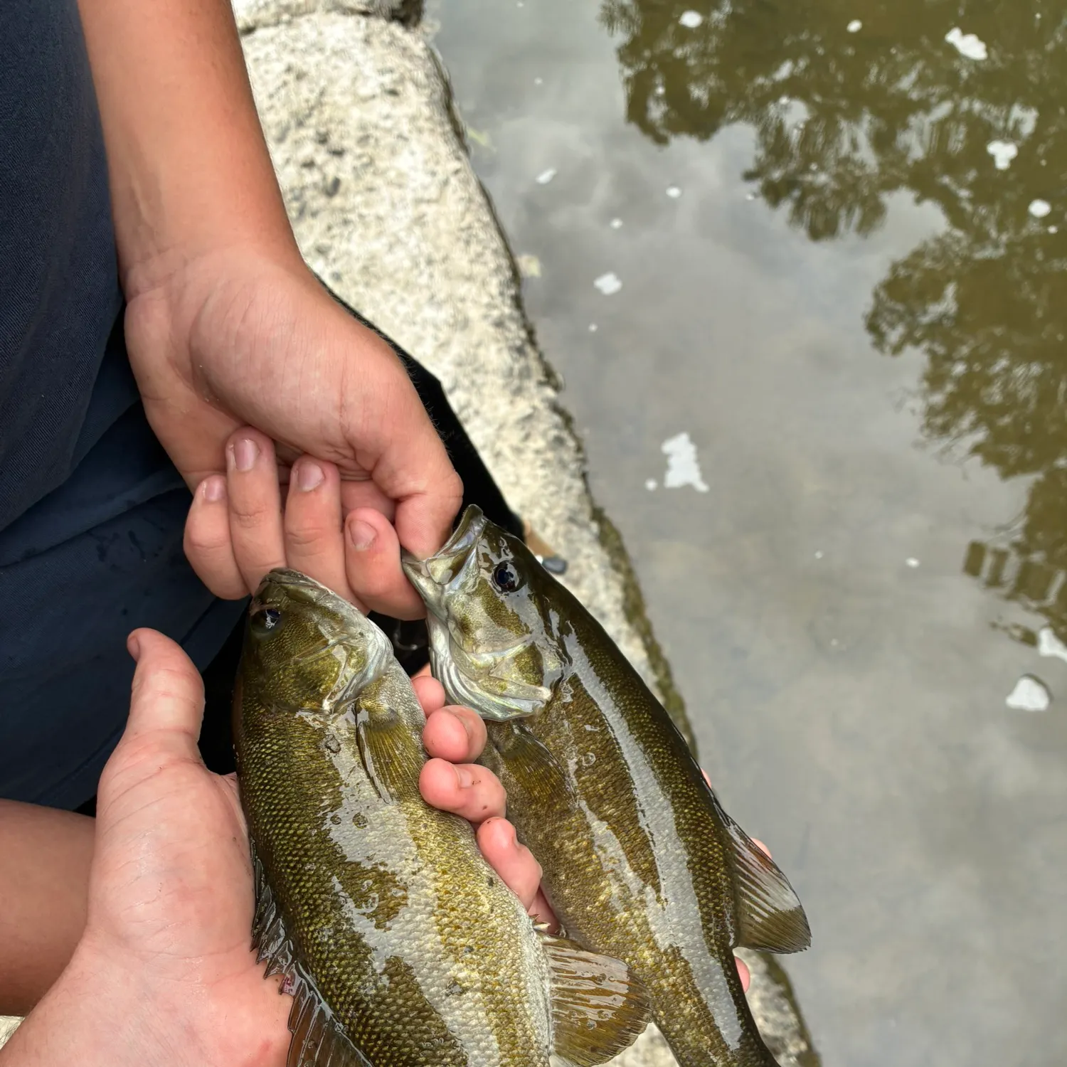Smallmouth bass caught on Fishbrain