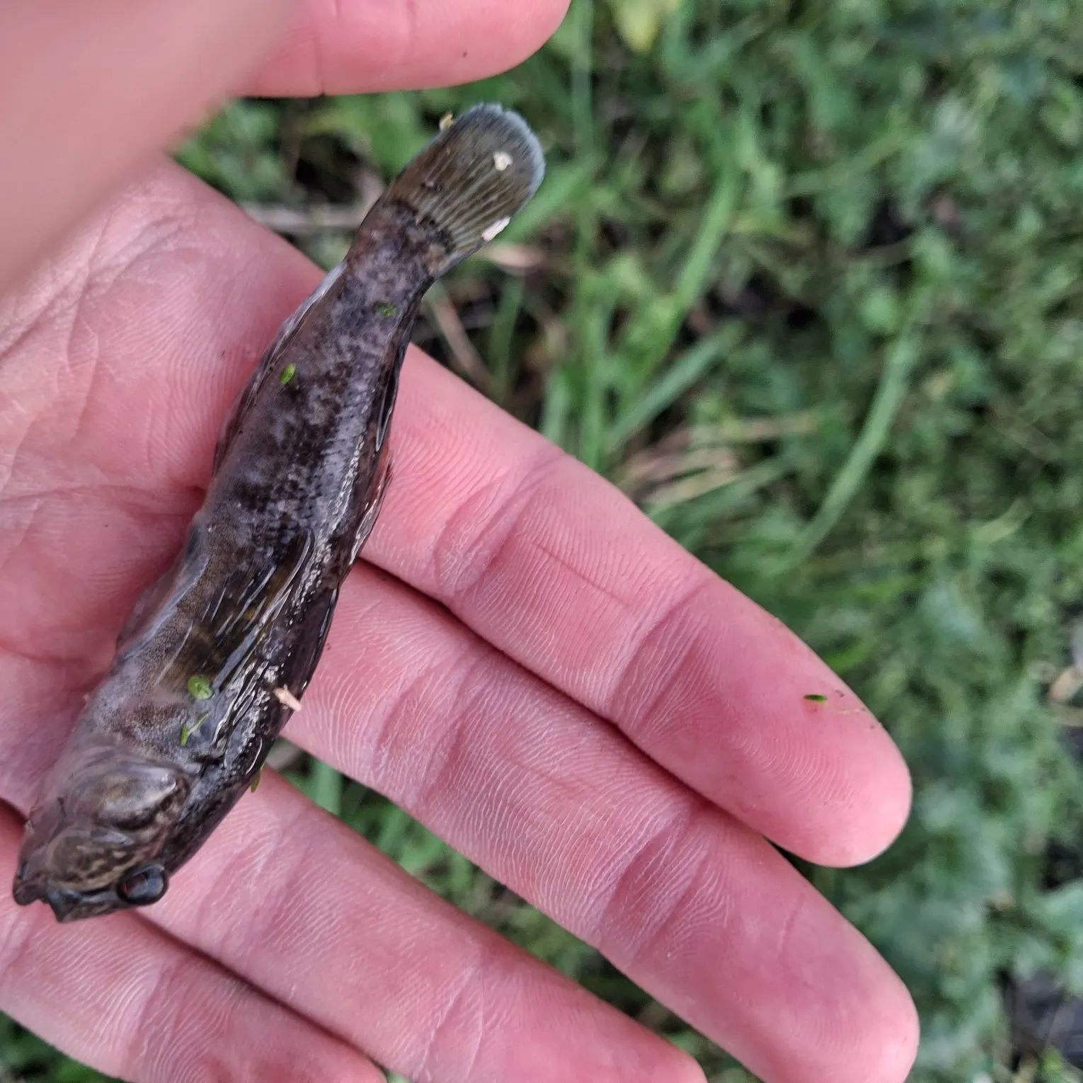 Round goby caught on Fishbrain