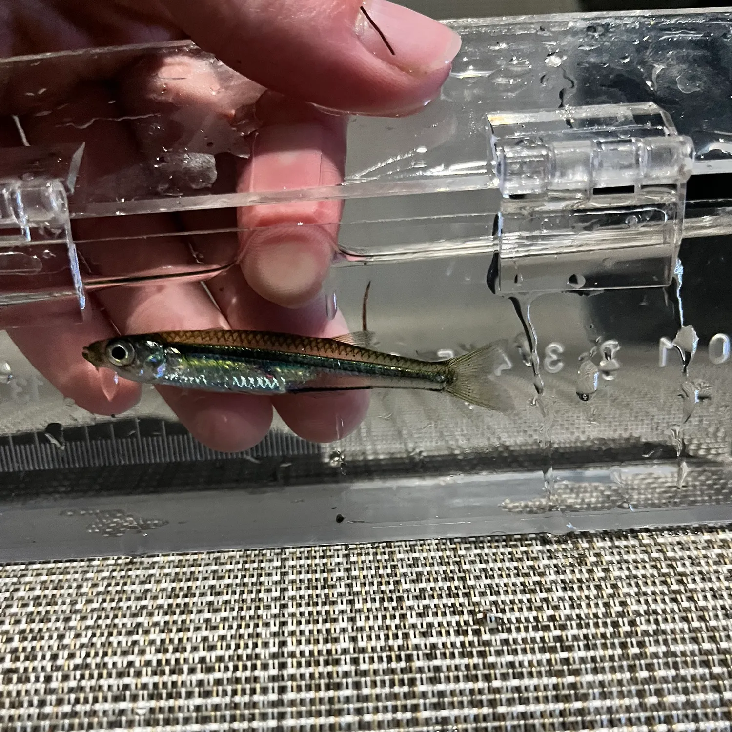 The most recent Inland silverside catches on Fishbrain