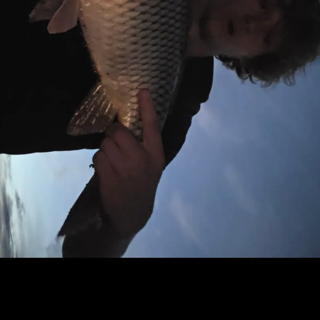 Common carp caught on Fishbrain