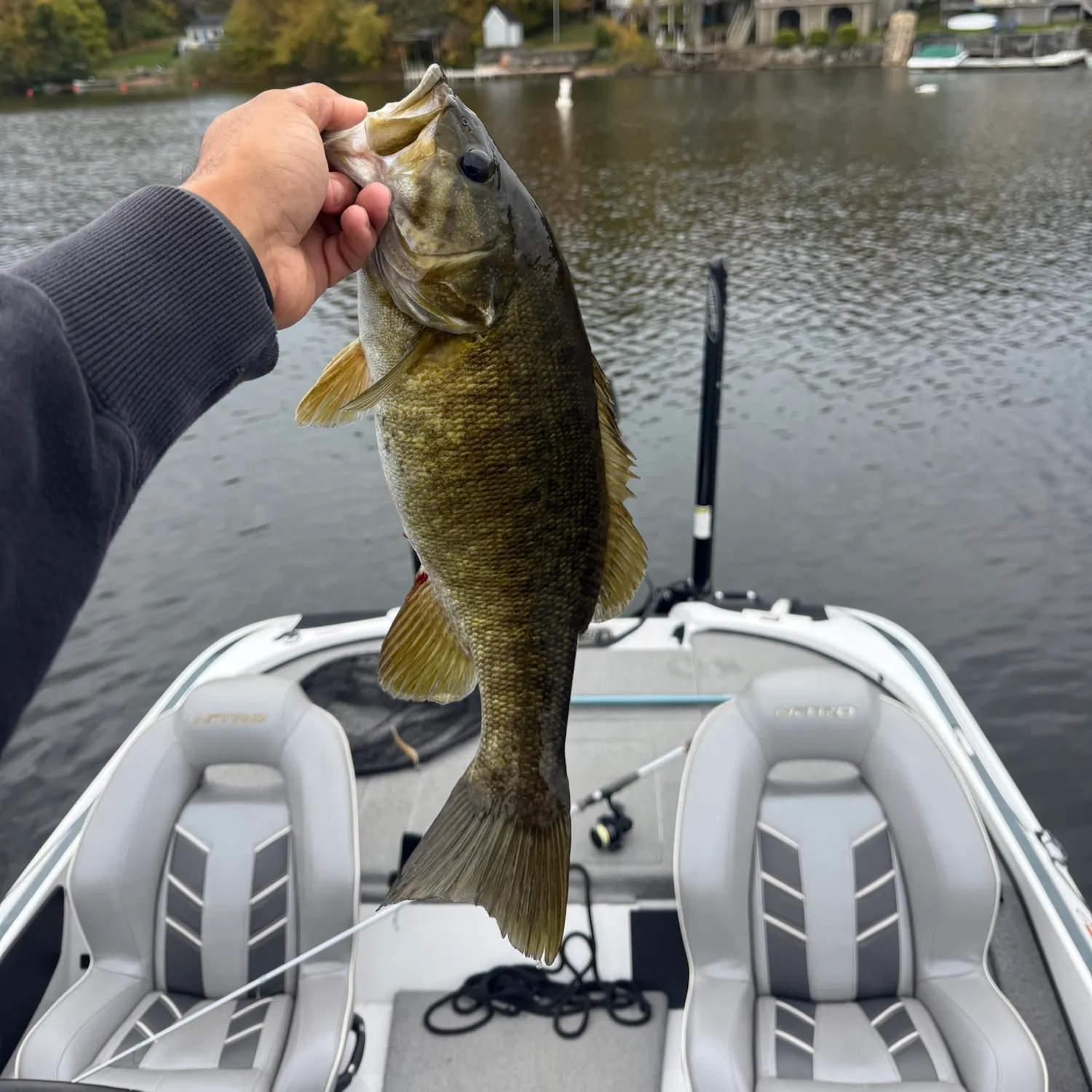 Smallmouth bass caught on Fishbrain