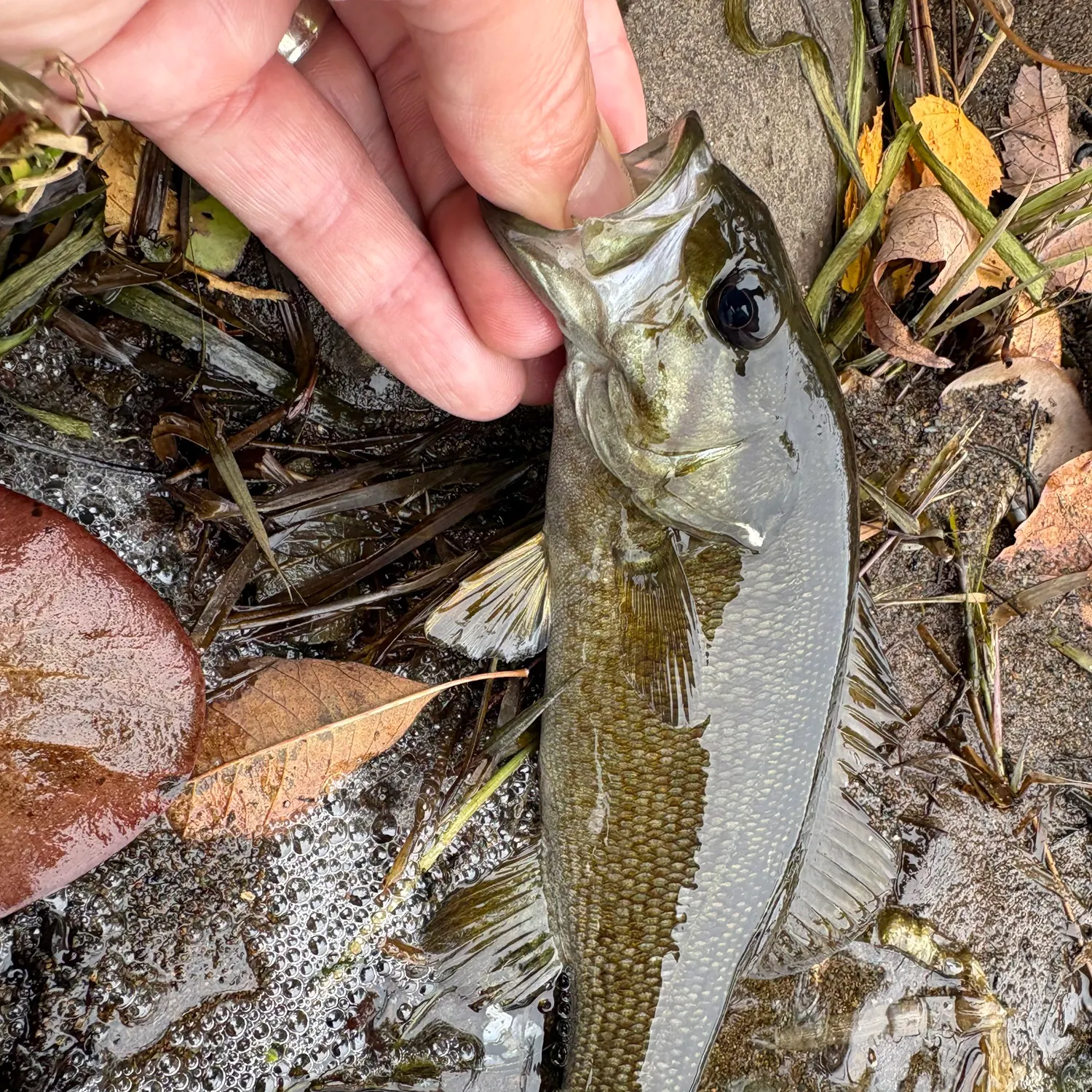 Smallmouth bass caught on Fishbrain