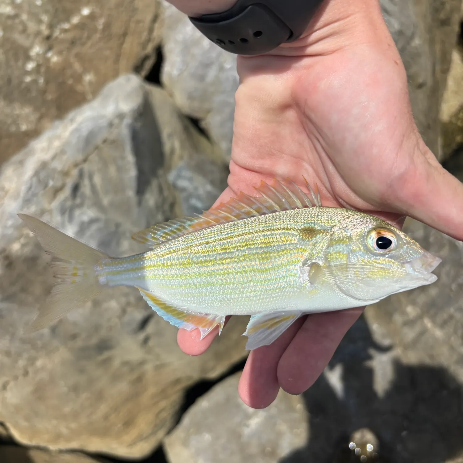 catch