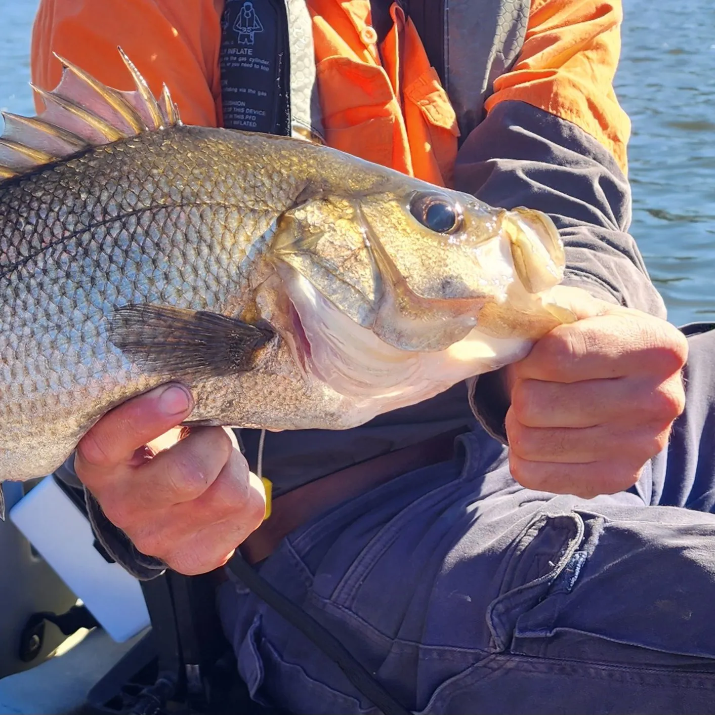 The most recent Estuary perch catches on Fishbrain