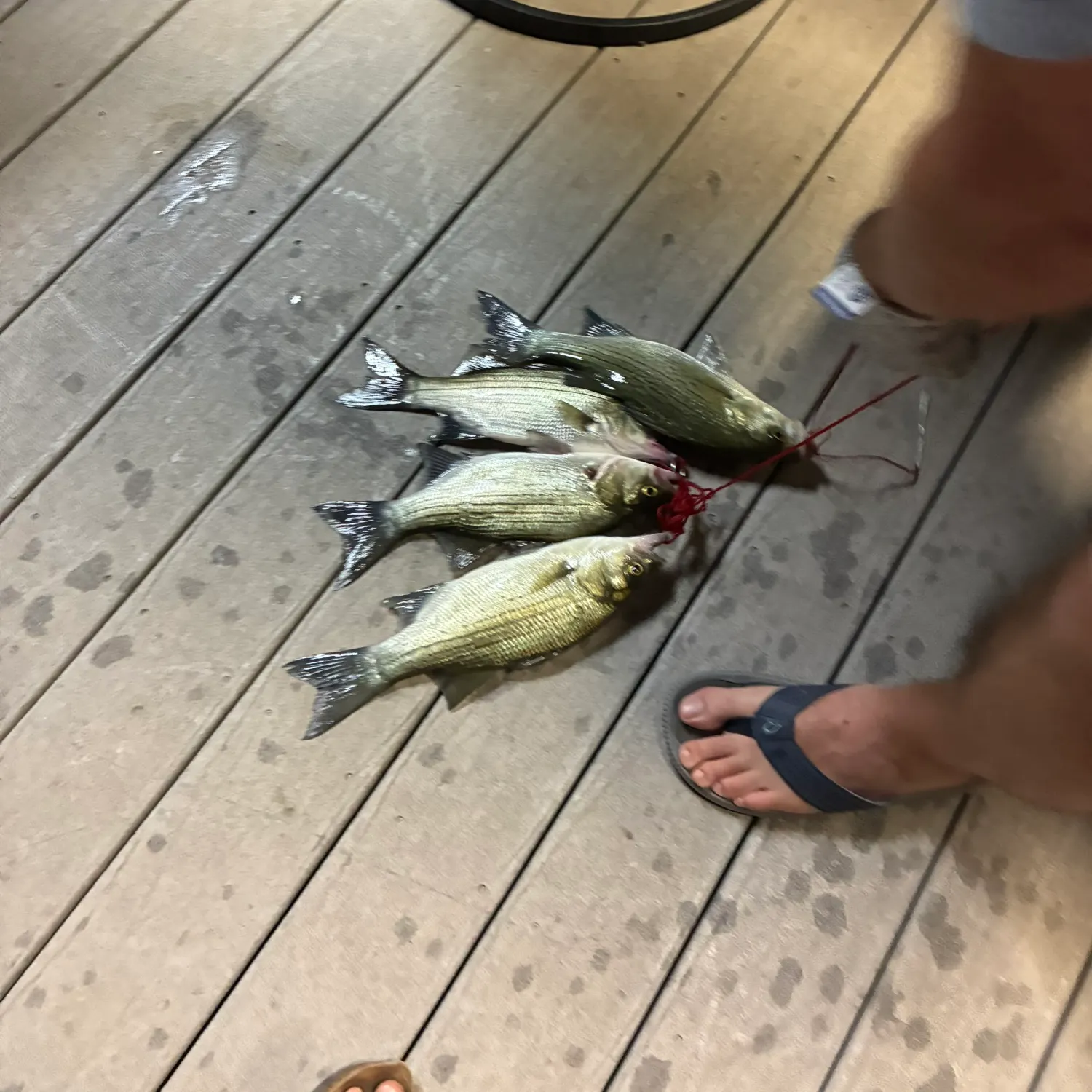 recently logged catches