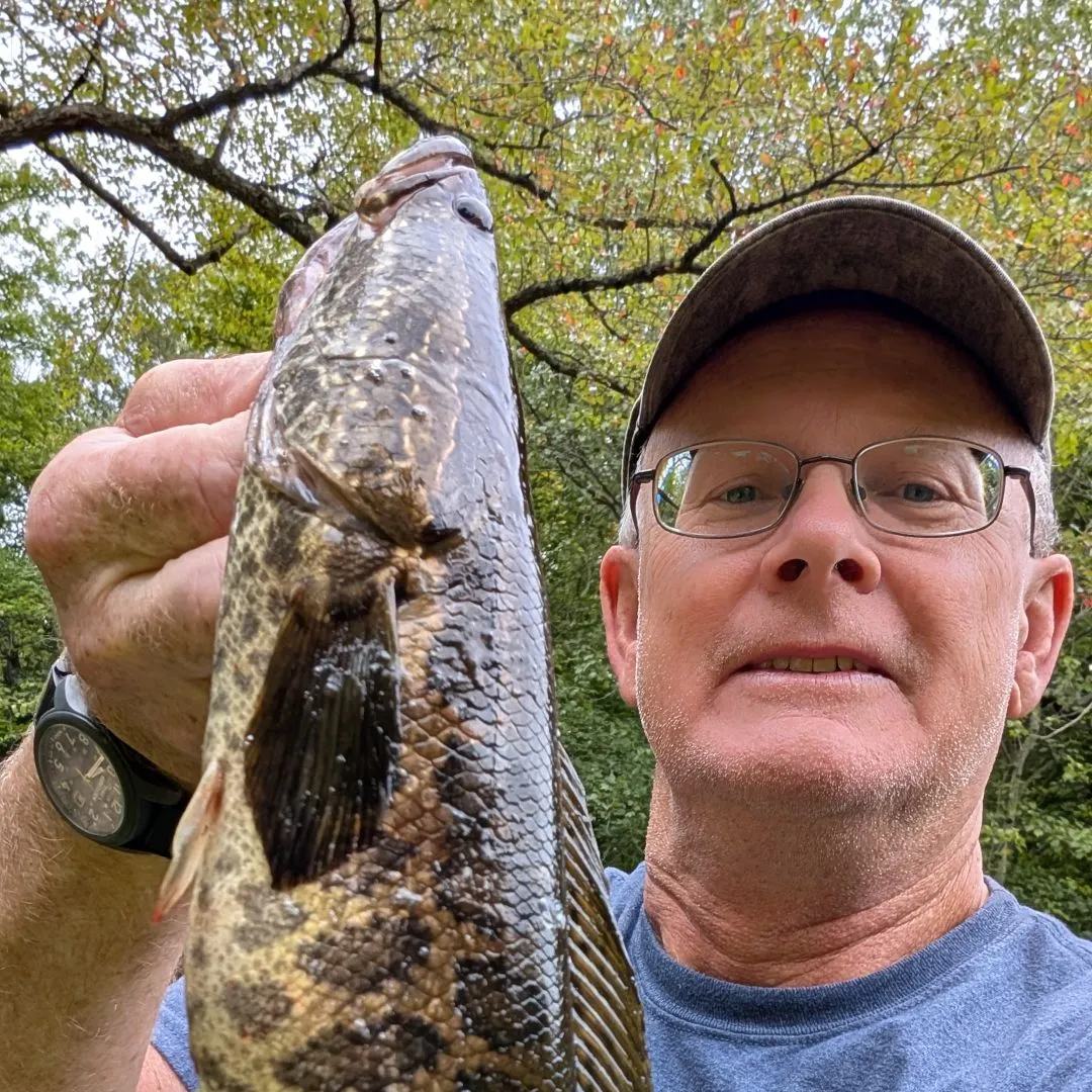 Northern snakehead caught on Fishbrain