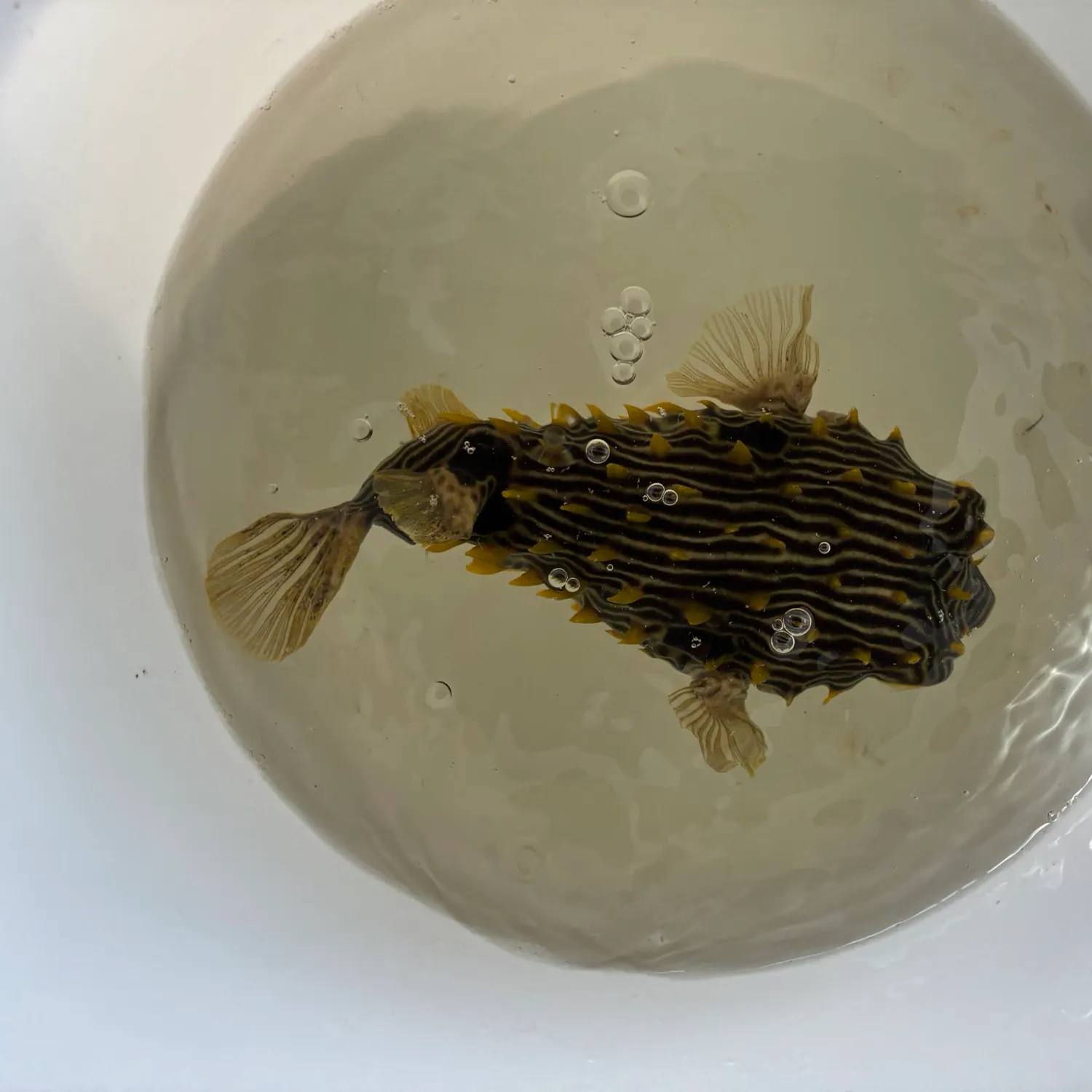 The most recent Striped burrfish catches on Fishbrain