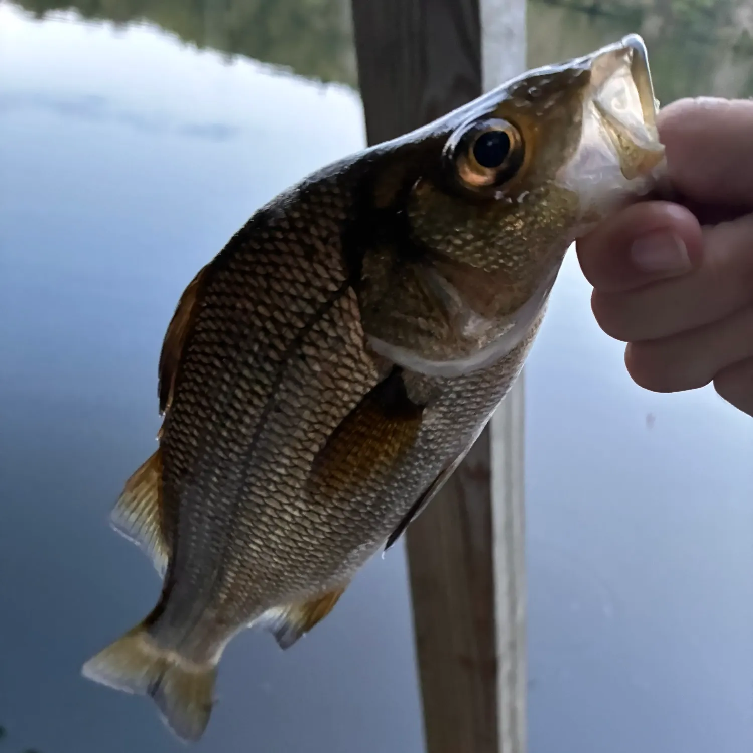 White perch caught on Fishbrain