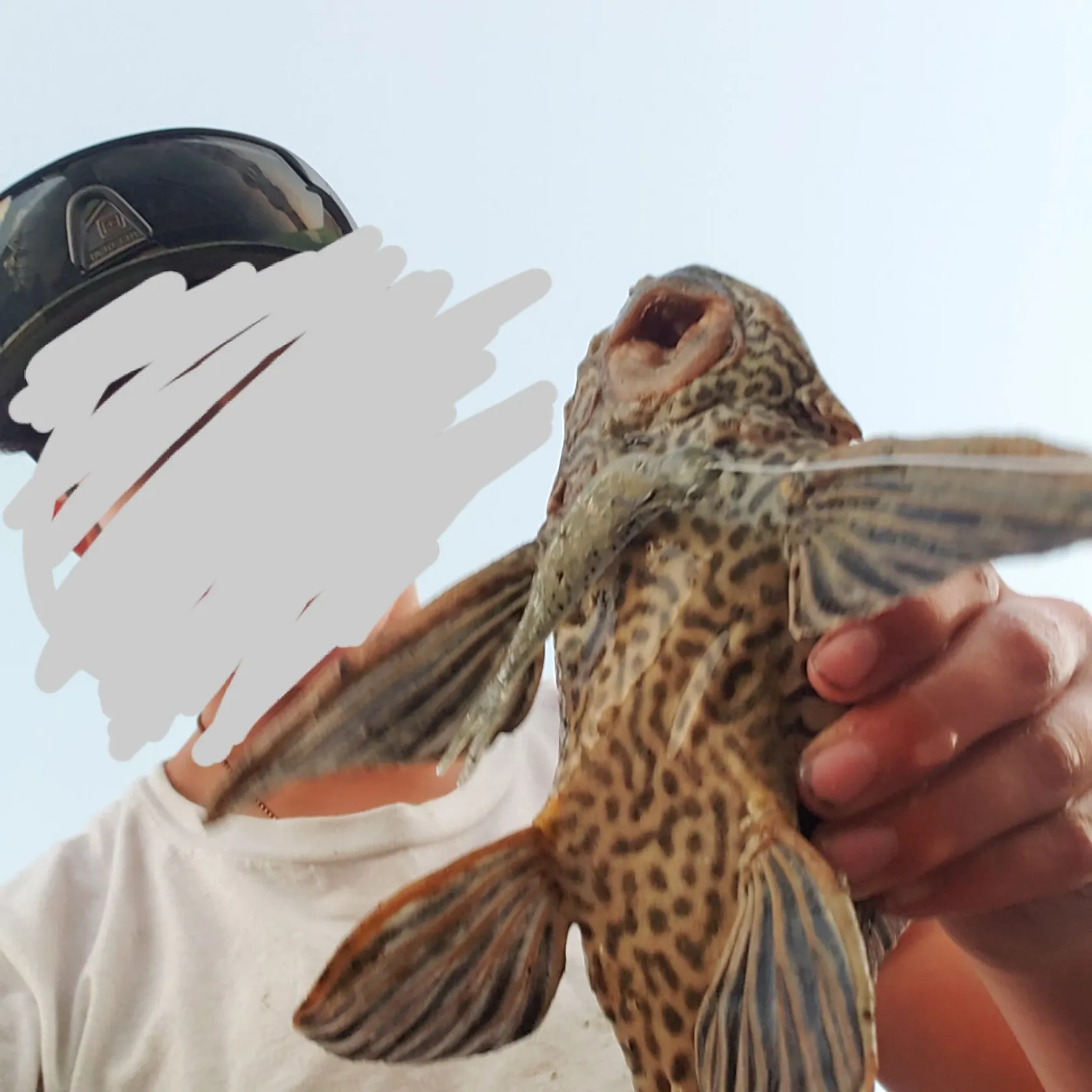 The most recent Suckermouth catfish catches on Fishbrain