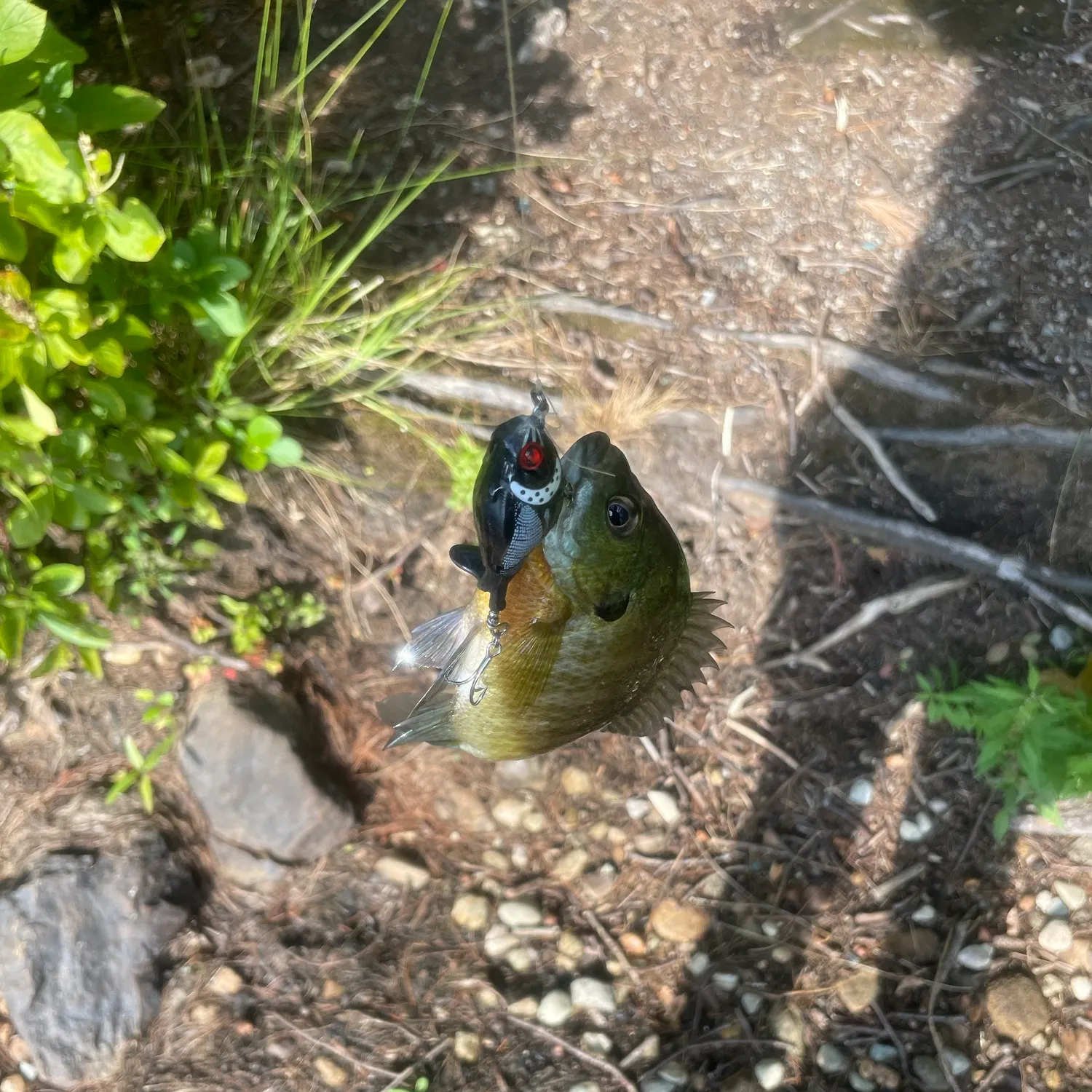 The most recent Bluegill catches on Fishbrain