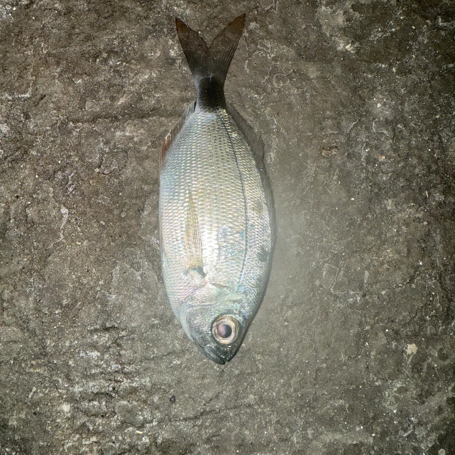 The most recent Spottail seabream catches on Fishbrain