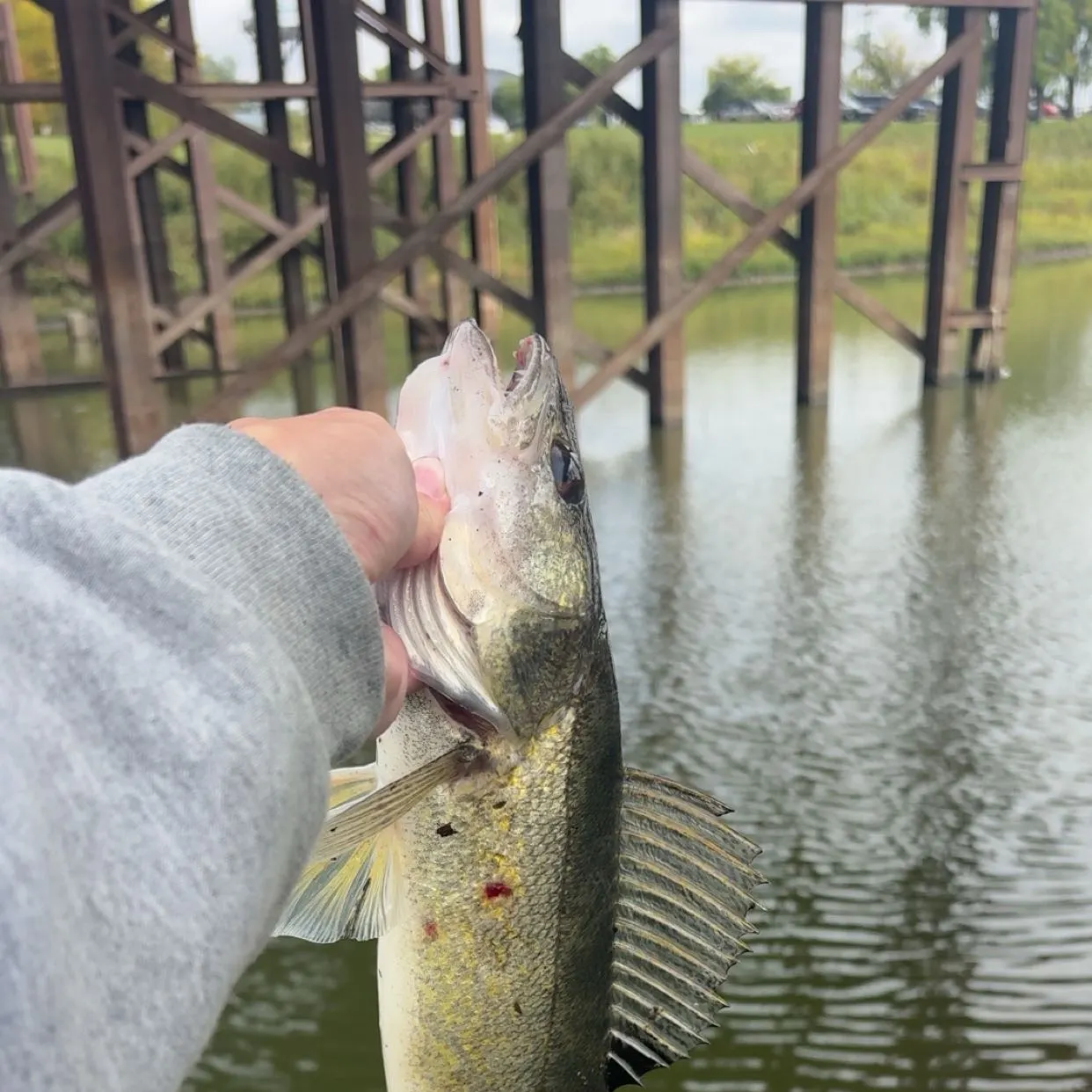 Walleye caught on Fishbrain