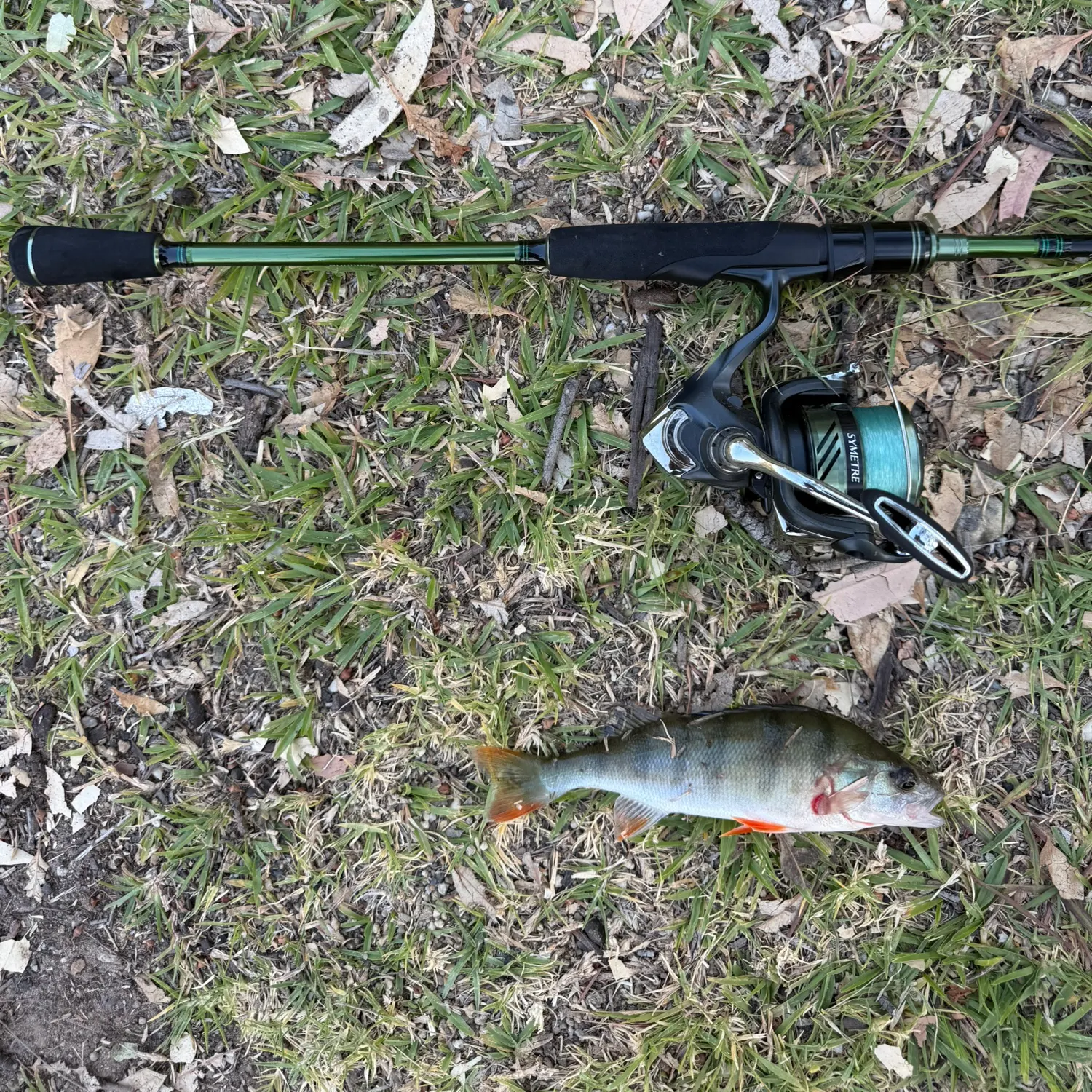 The most recent European perch catches on Fishbrain