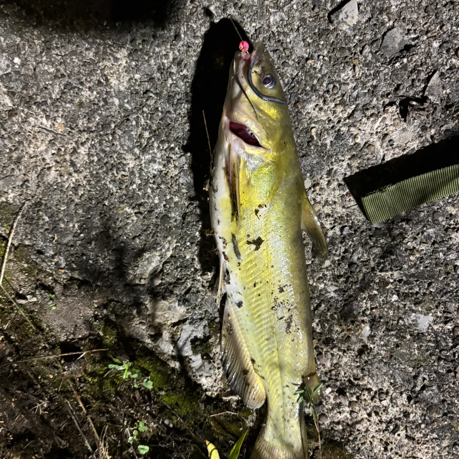 Channel catfish caught on Fishbrain