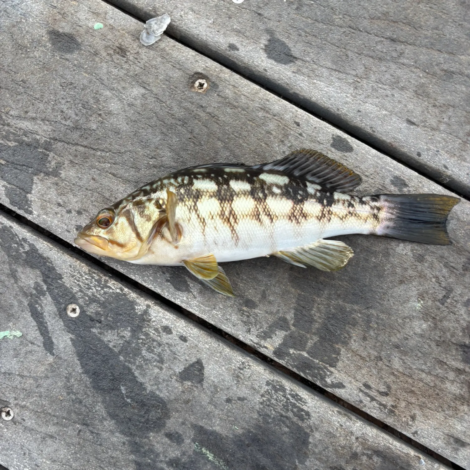 Kelp bass caught on Fishbrain