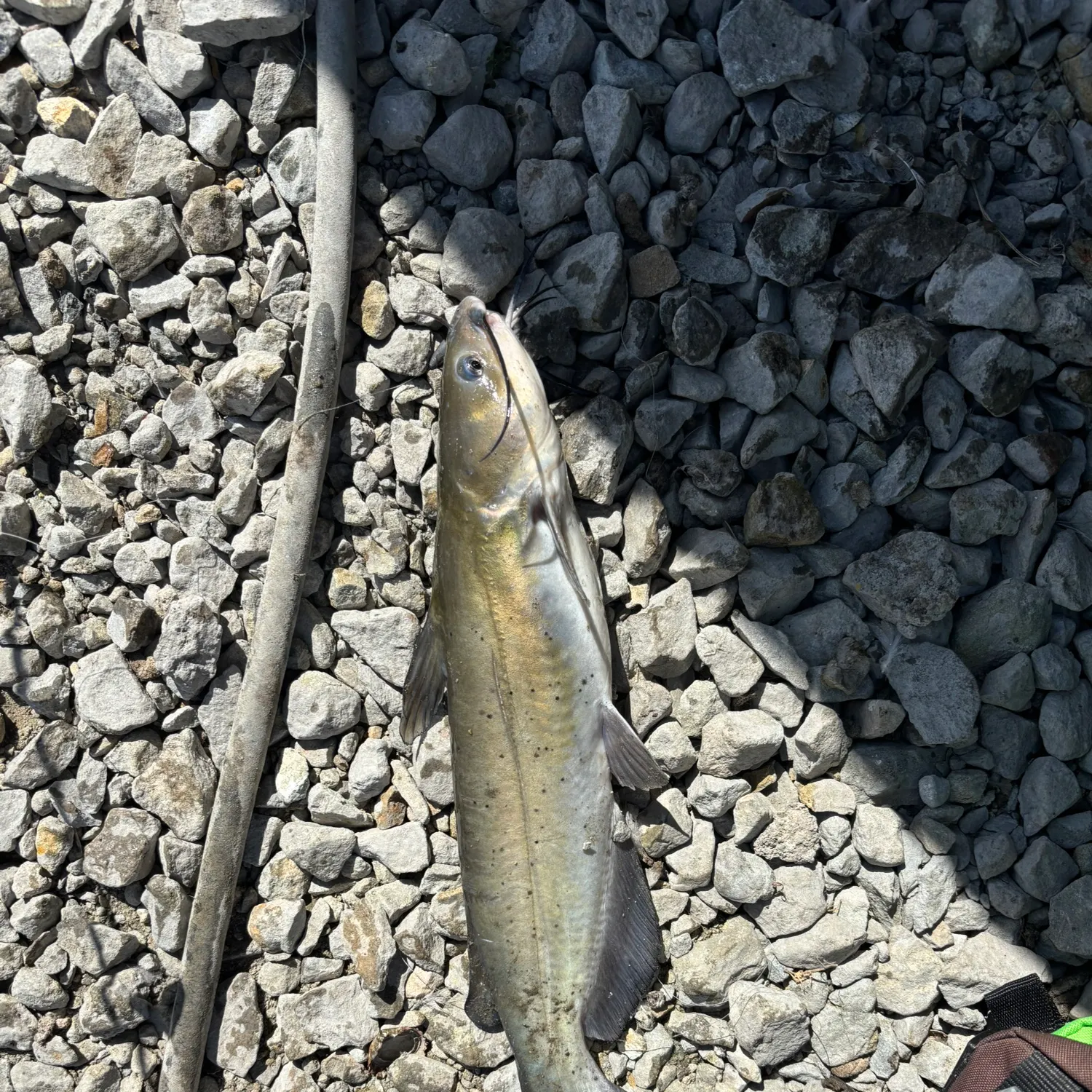 Channel catfish caught on Fishbrain