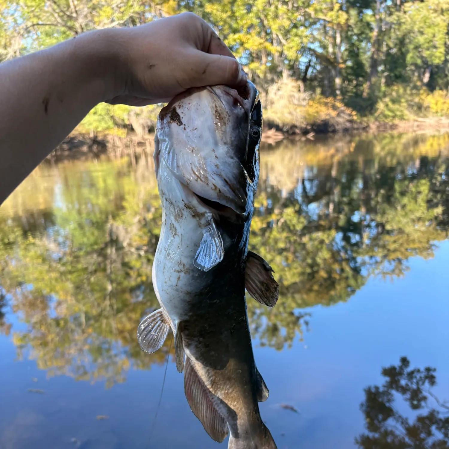 Black bullhead caught on Fishbrain