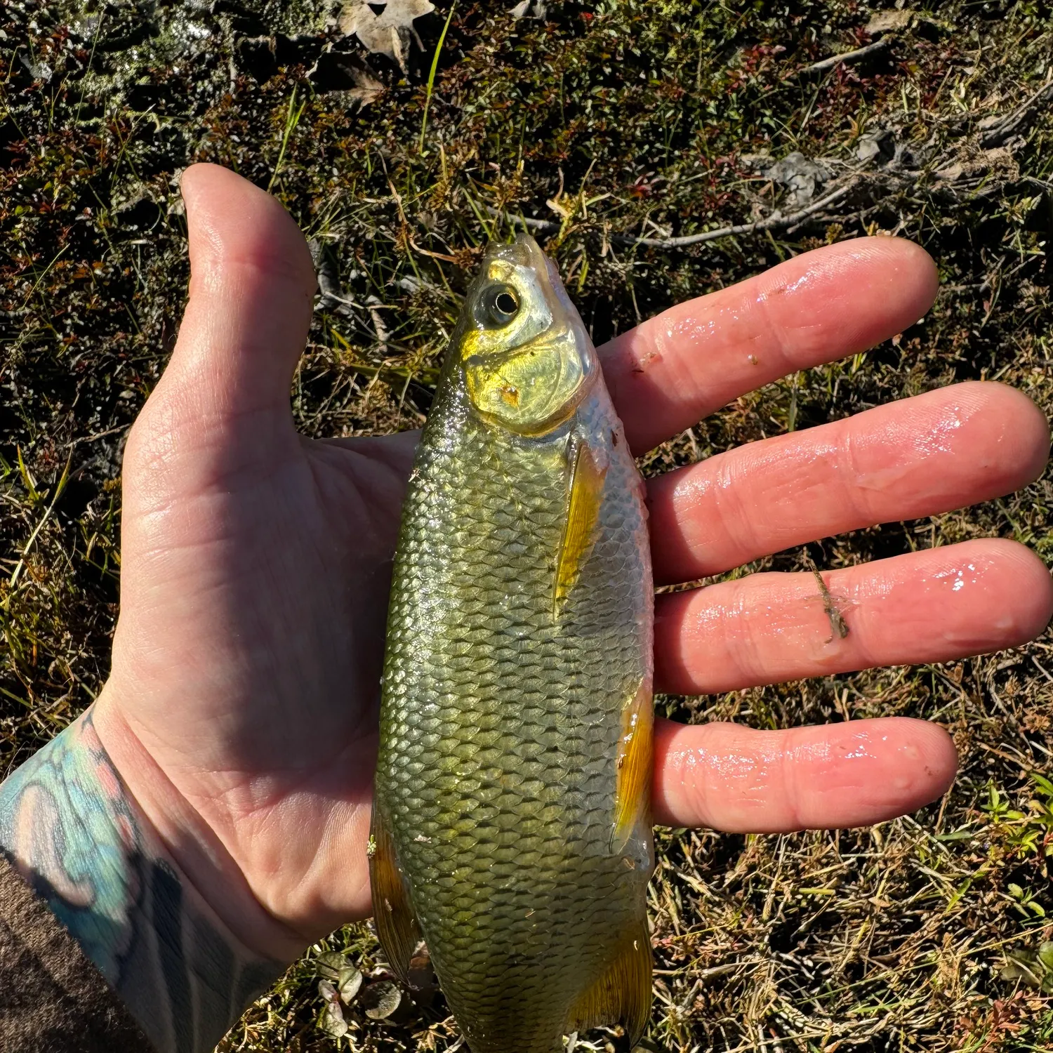 The most recent Golden shiner catches on Fishbrain