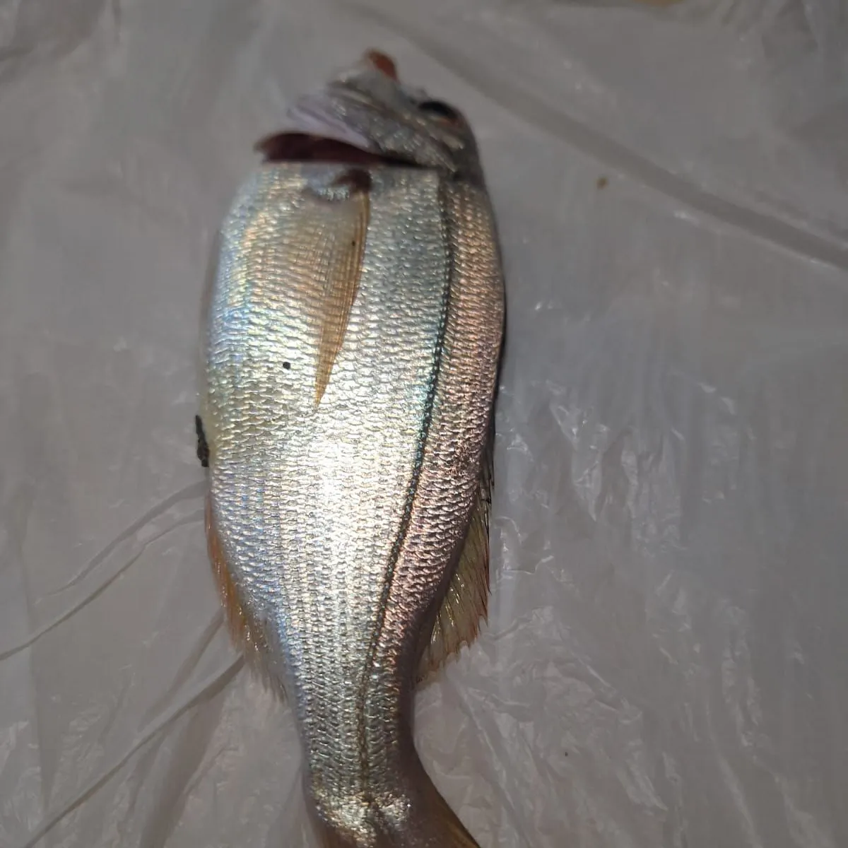 The most recent Axillary seabream catches on Fishbrain