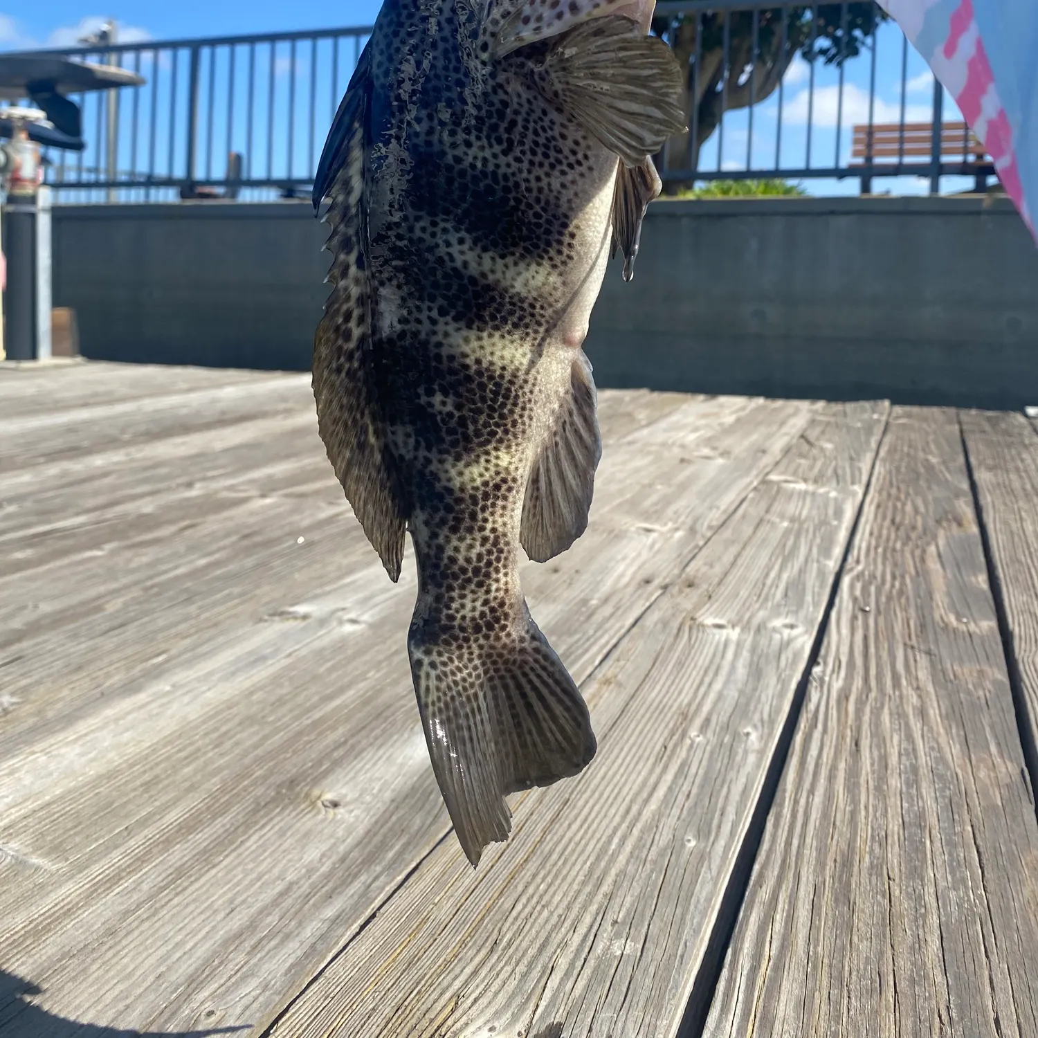 Spotted sand bass caught on Fishbrain