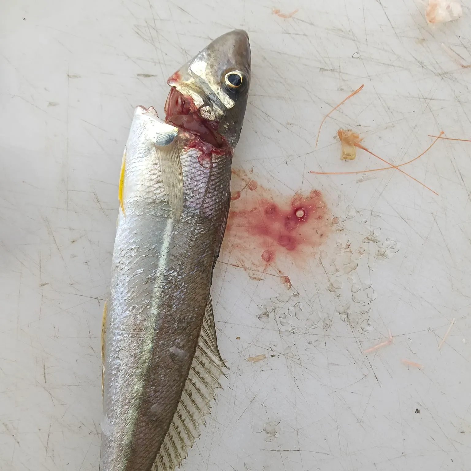 The most recent Sand sillago catches on Fishbrain