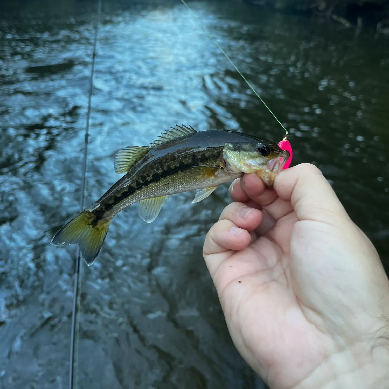 Spotted bass caught on Fishbrain