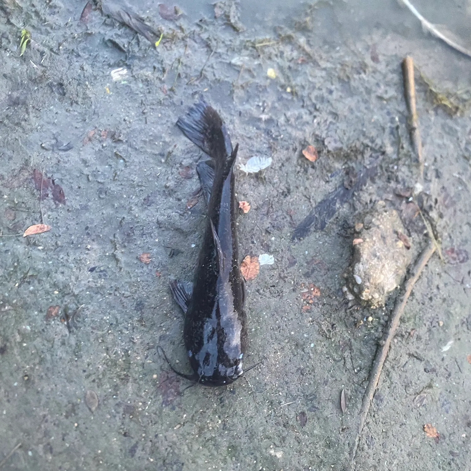 Black bullhead caught on Fishbrain