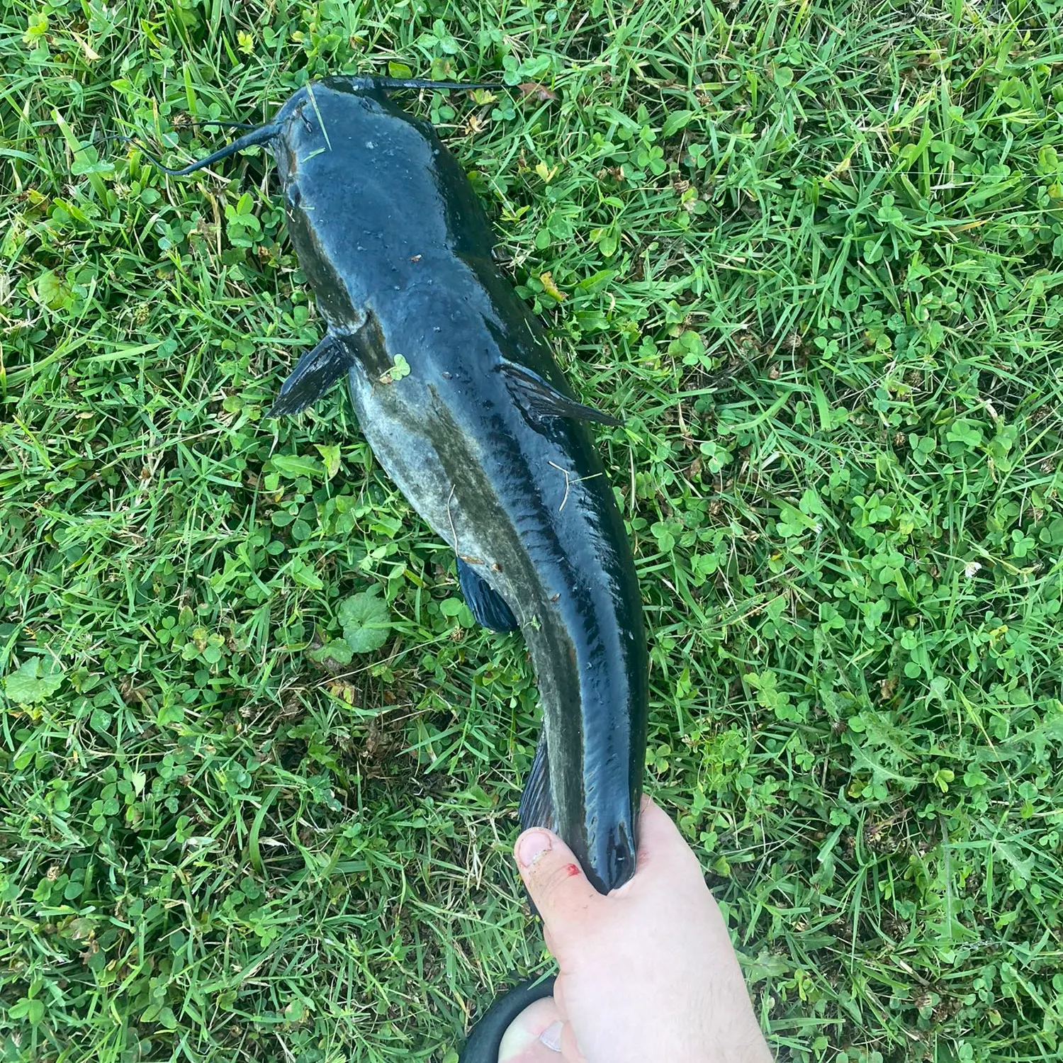angler catch