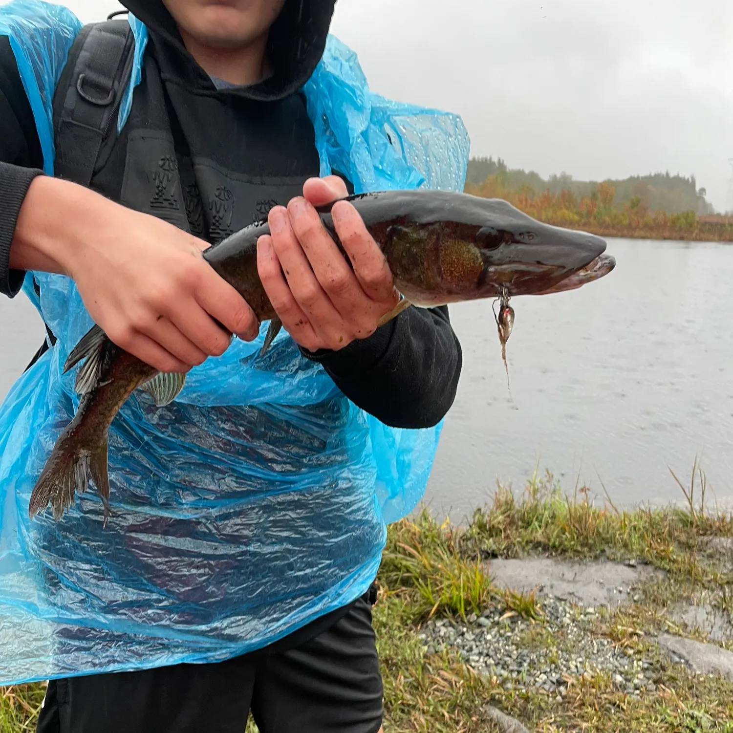 Chain pickerel caught on Fishbrain