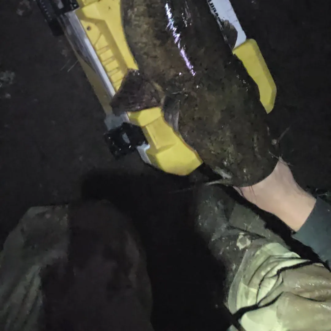 Flathead catfish caught on Fishbrain