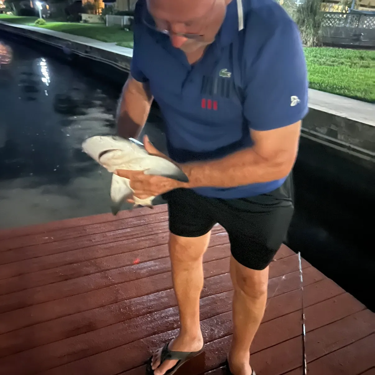 The most recent Spinner shark catches on Fishbrain