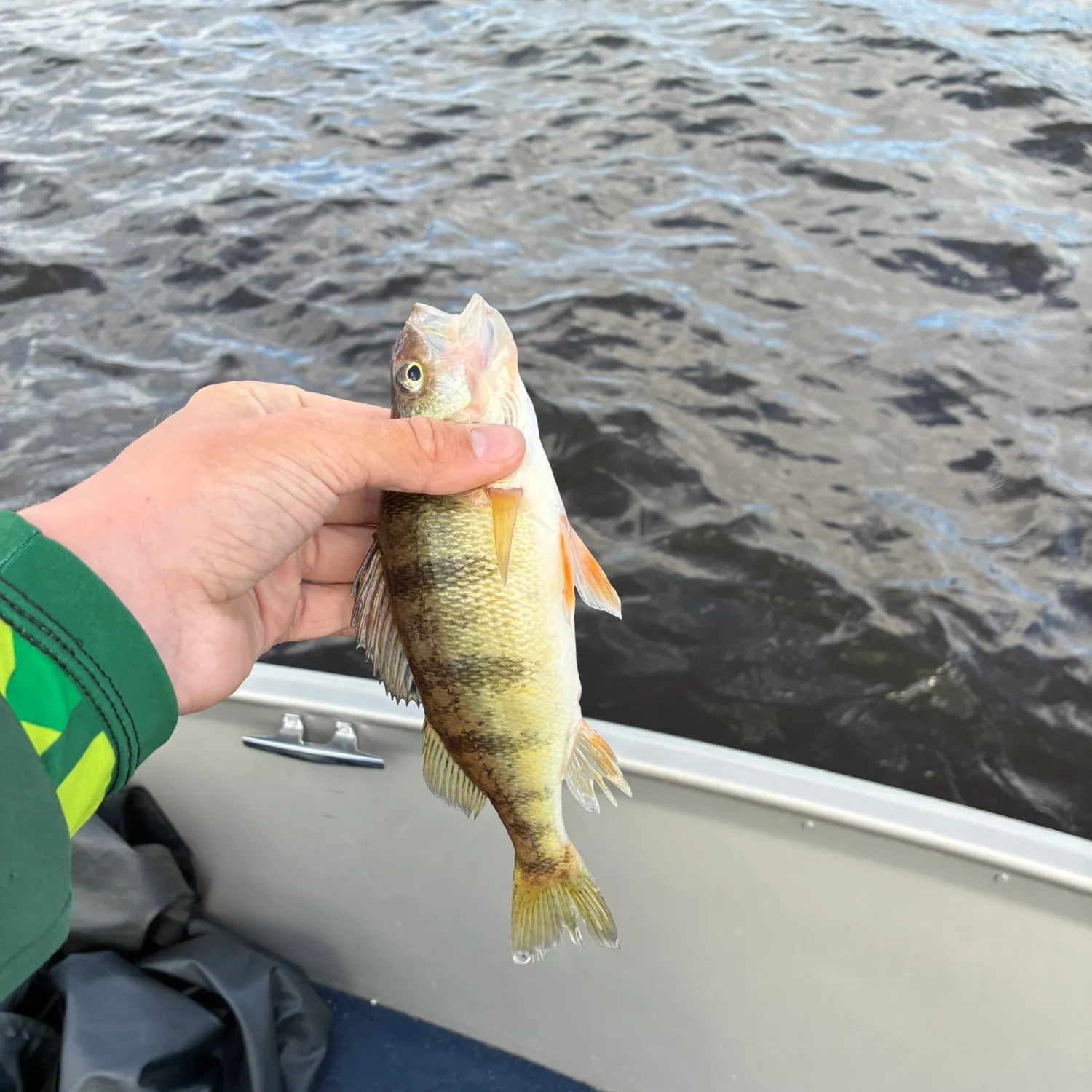 Yellow perch caught on Fishbrain