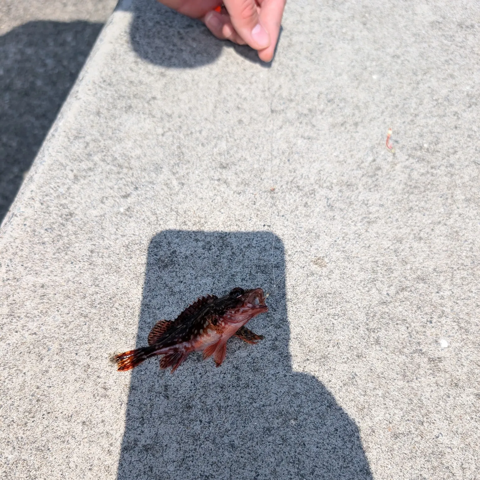 The most recent Madeira rockfish catches on Fishbrain