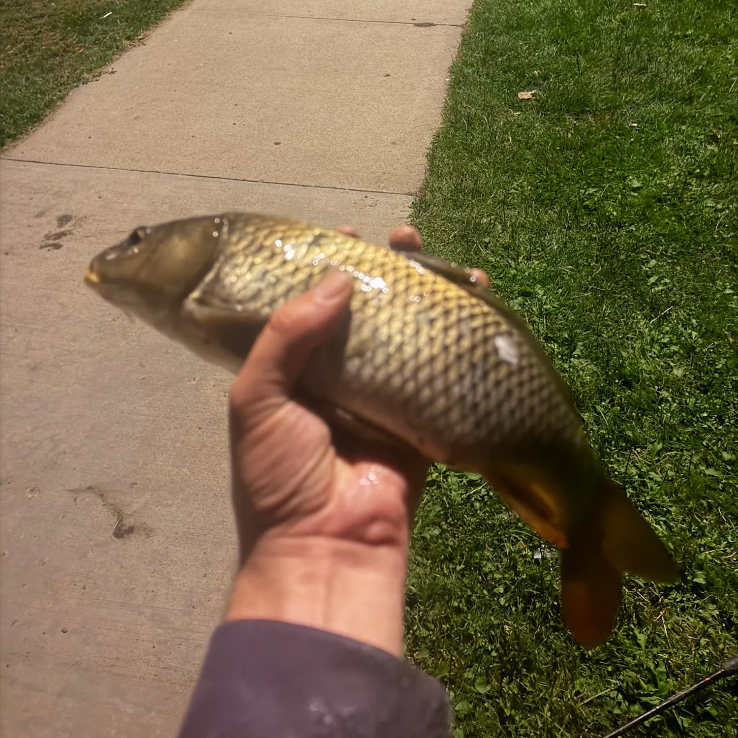 Common carp caught on Fishbrain