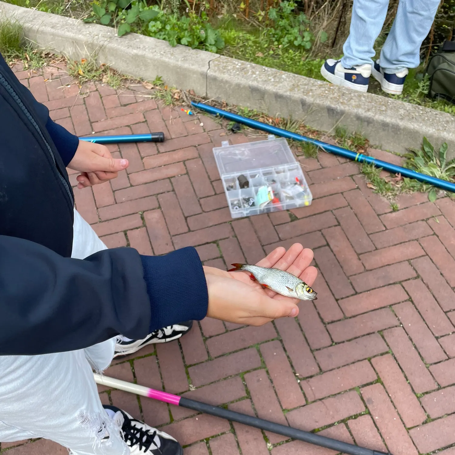 Common roach caught on Fishbrain