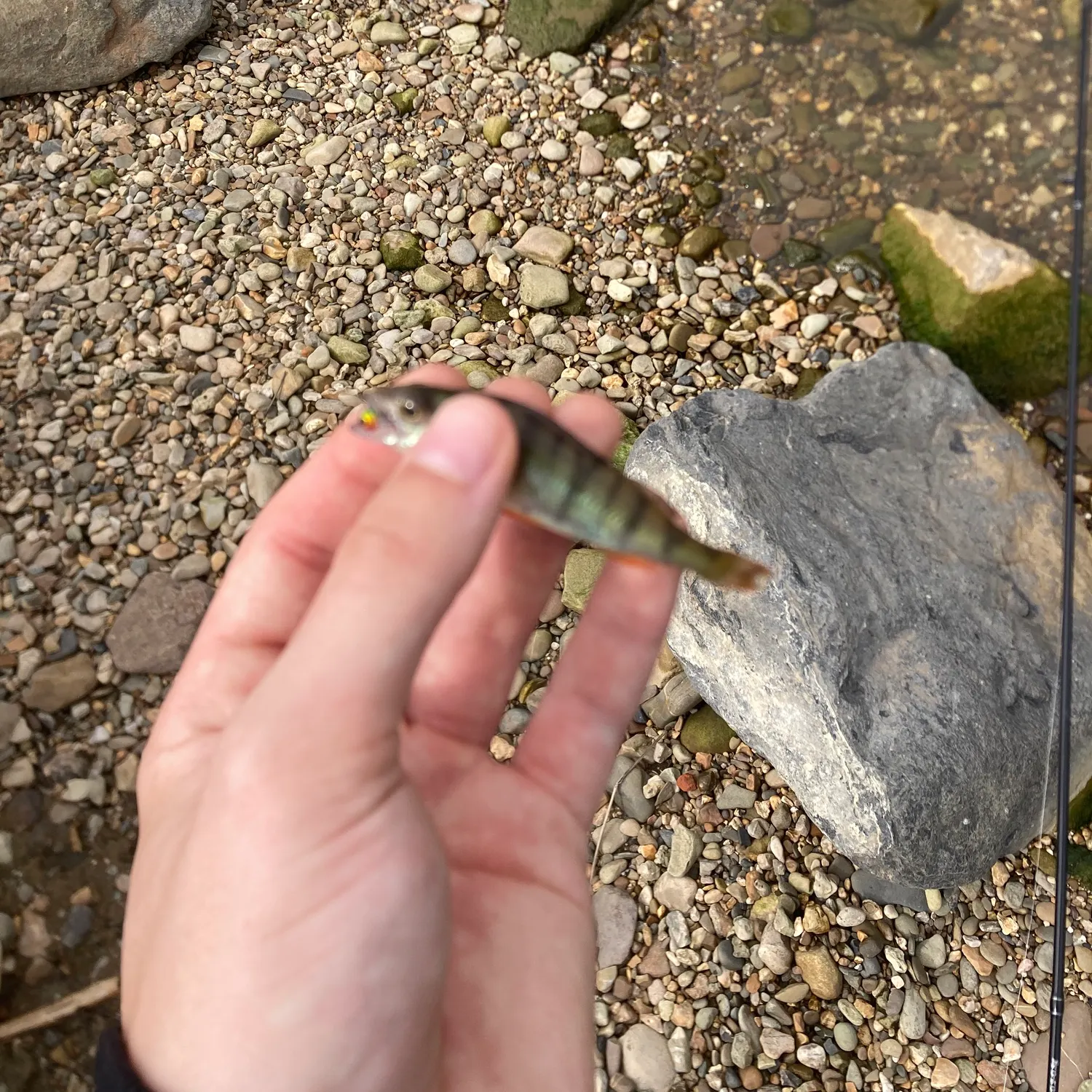 European perch caught on Fishbrain