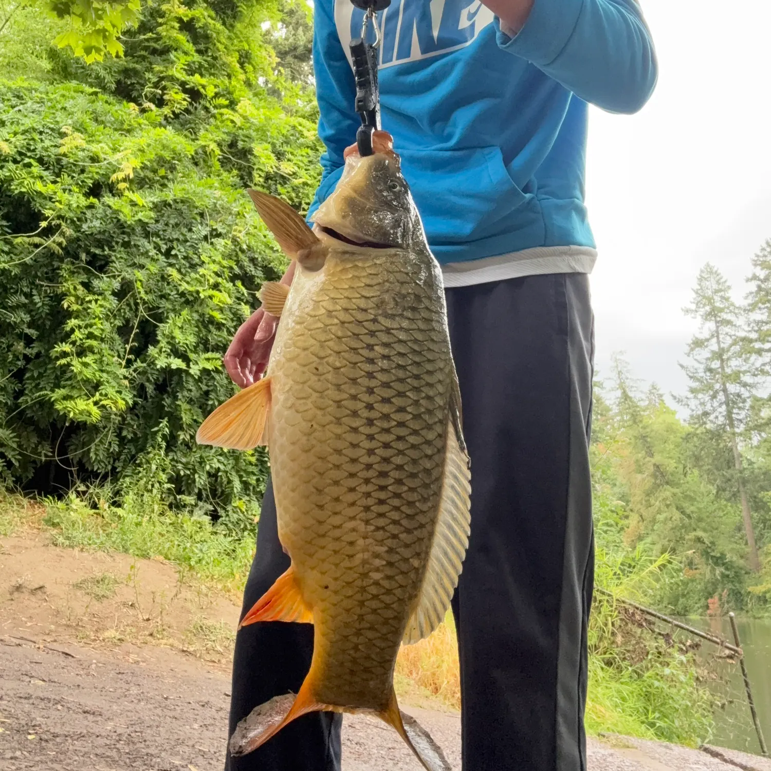 Common carp caught on Fishbrain