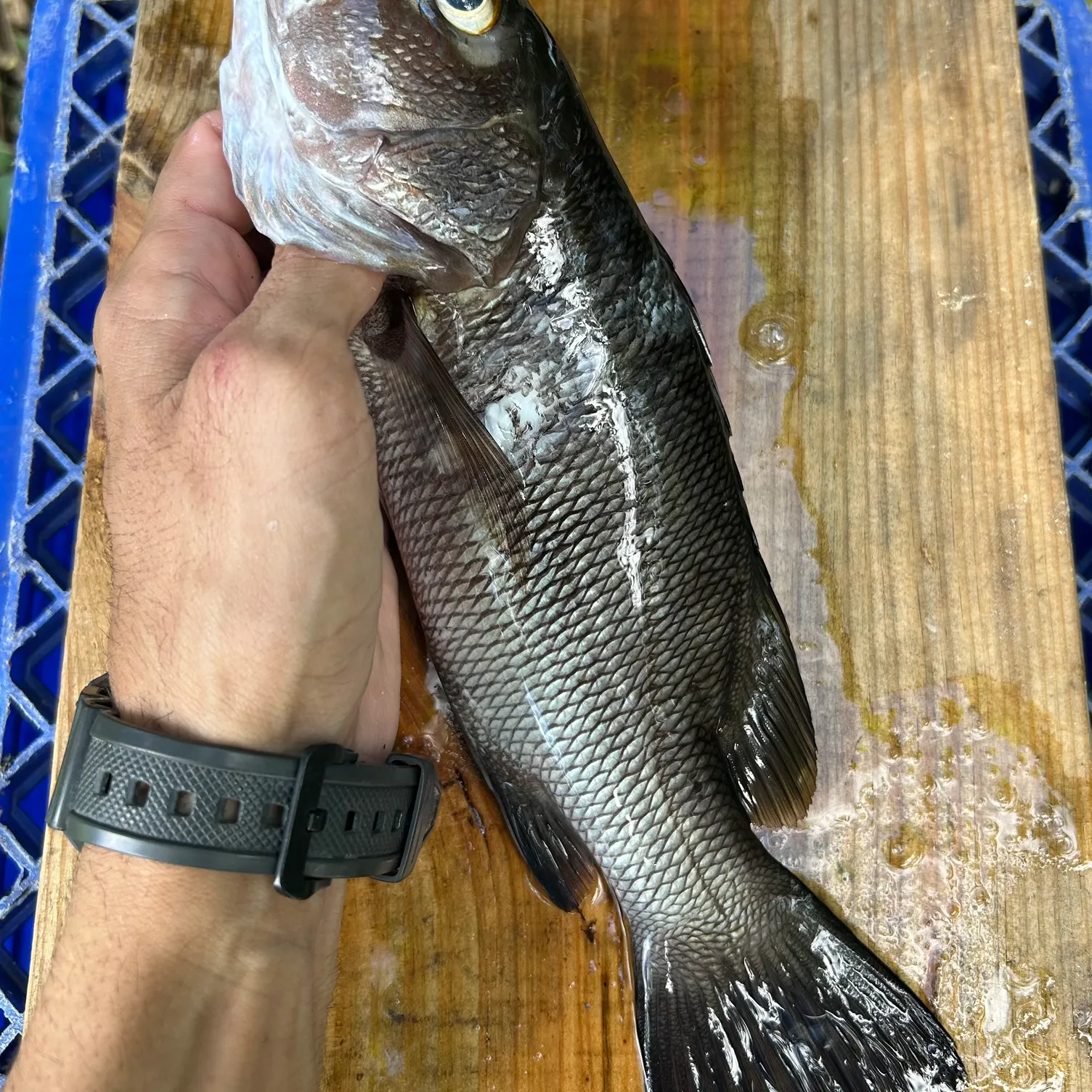 The most recent Cubera snapper catches on Fishbrain