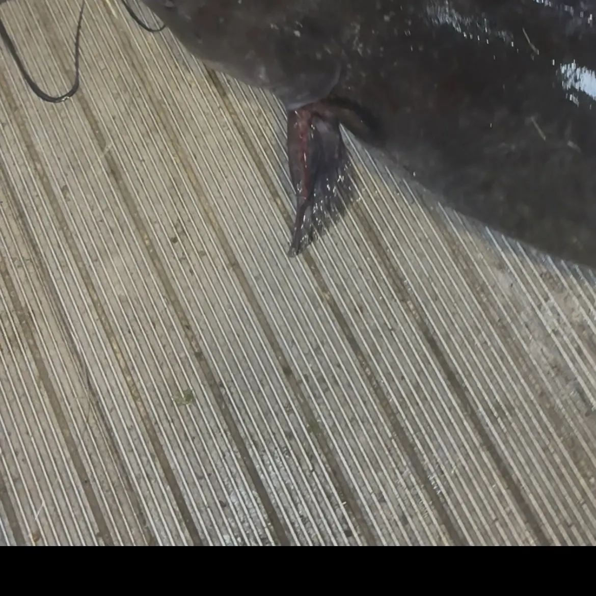 Channel catfish caught on Fishbrain
