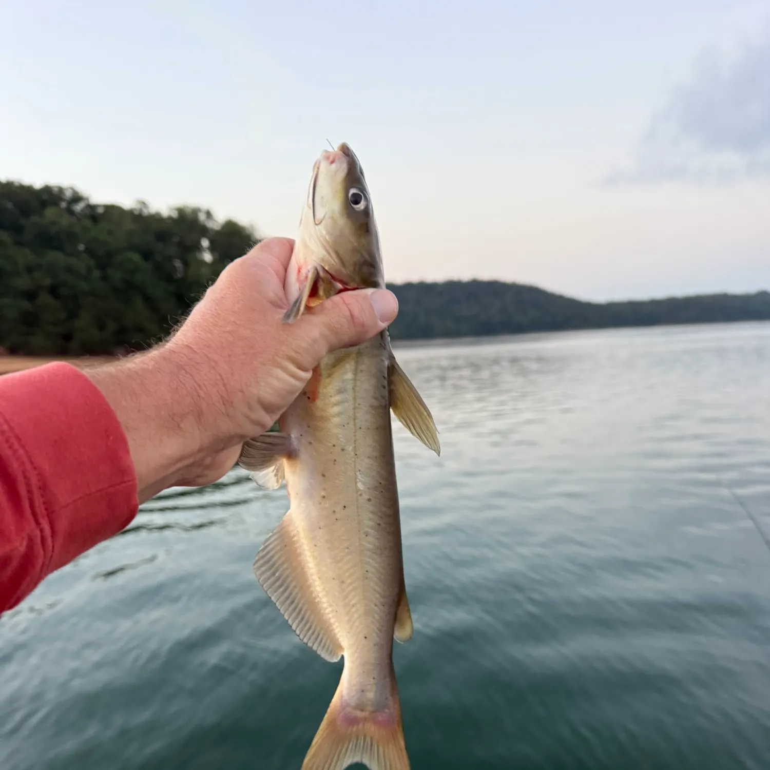 Channel catfish caught on Fishbrain
