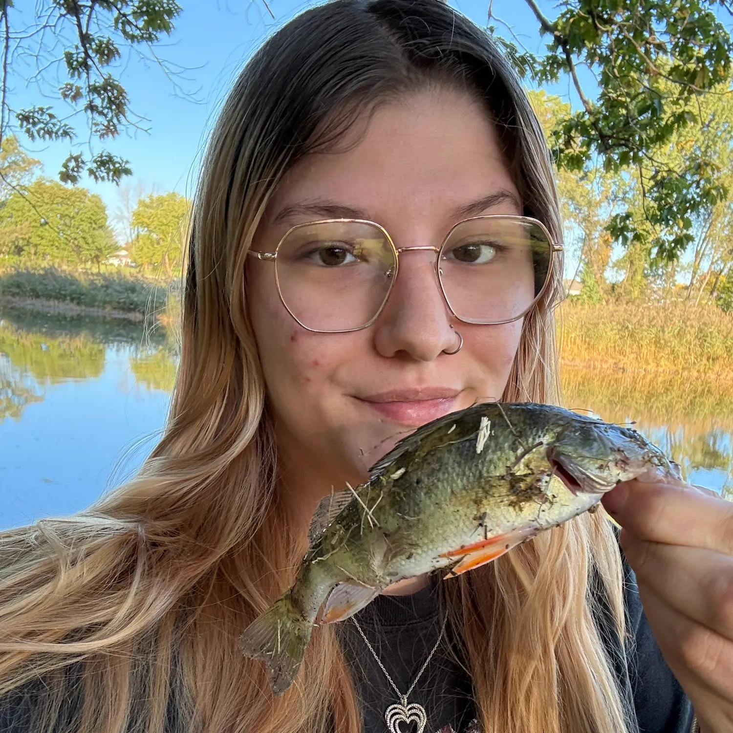 Yellow perch caught on Fishbrain