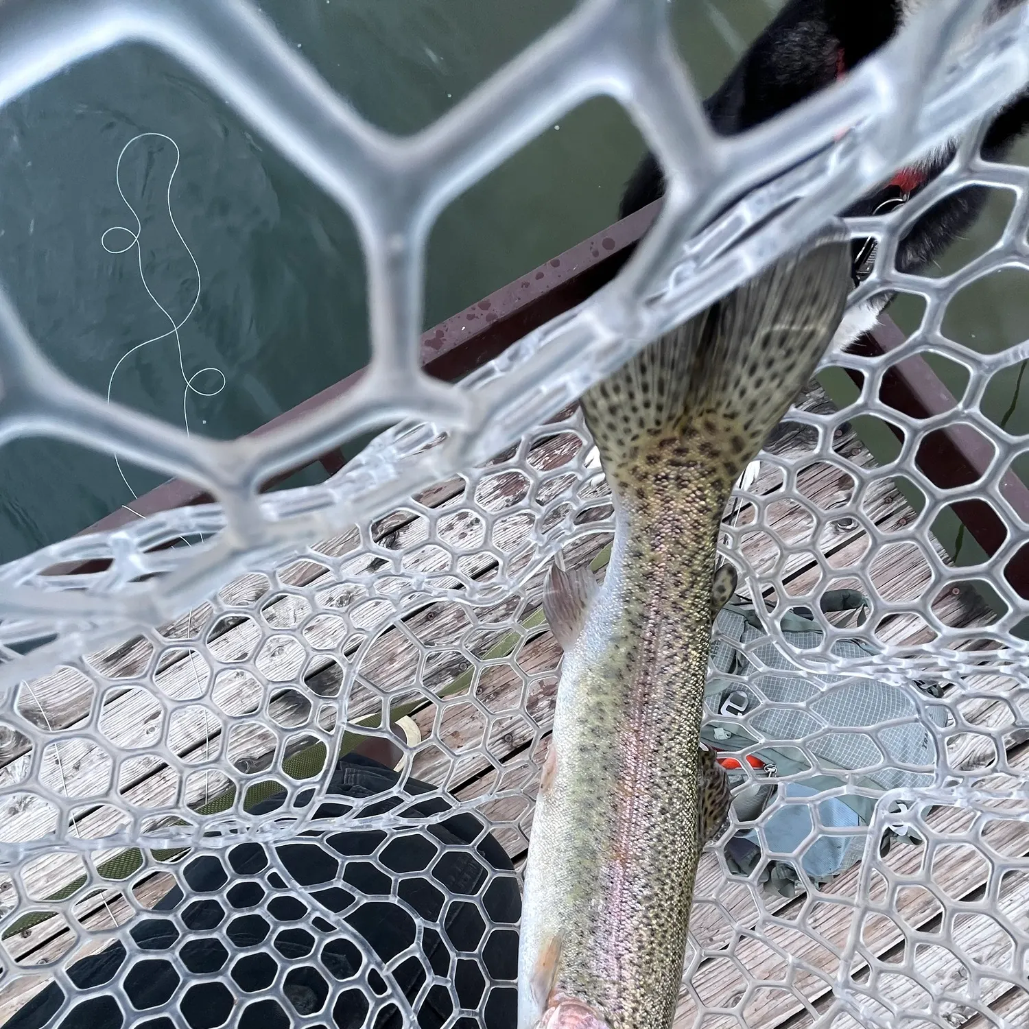 Rainbow trout caught on Fishbrain