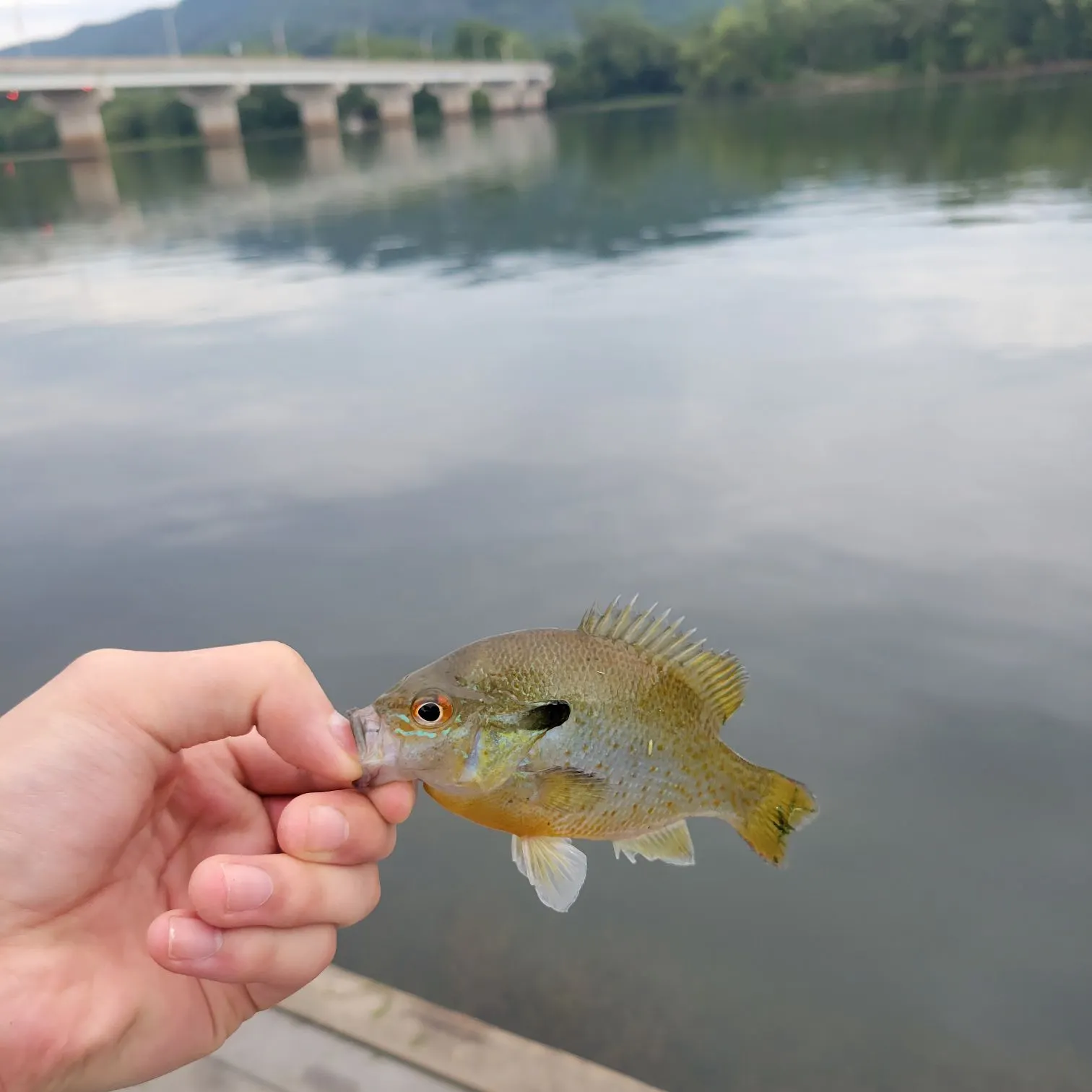 Redbreast sunfish caught on Fishbrain