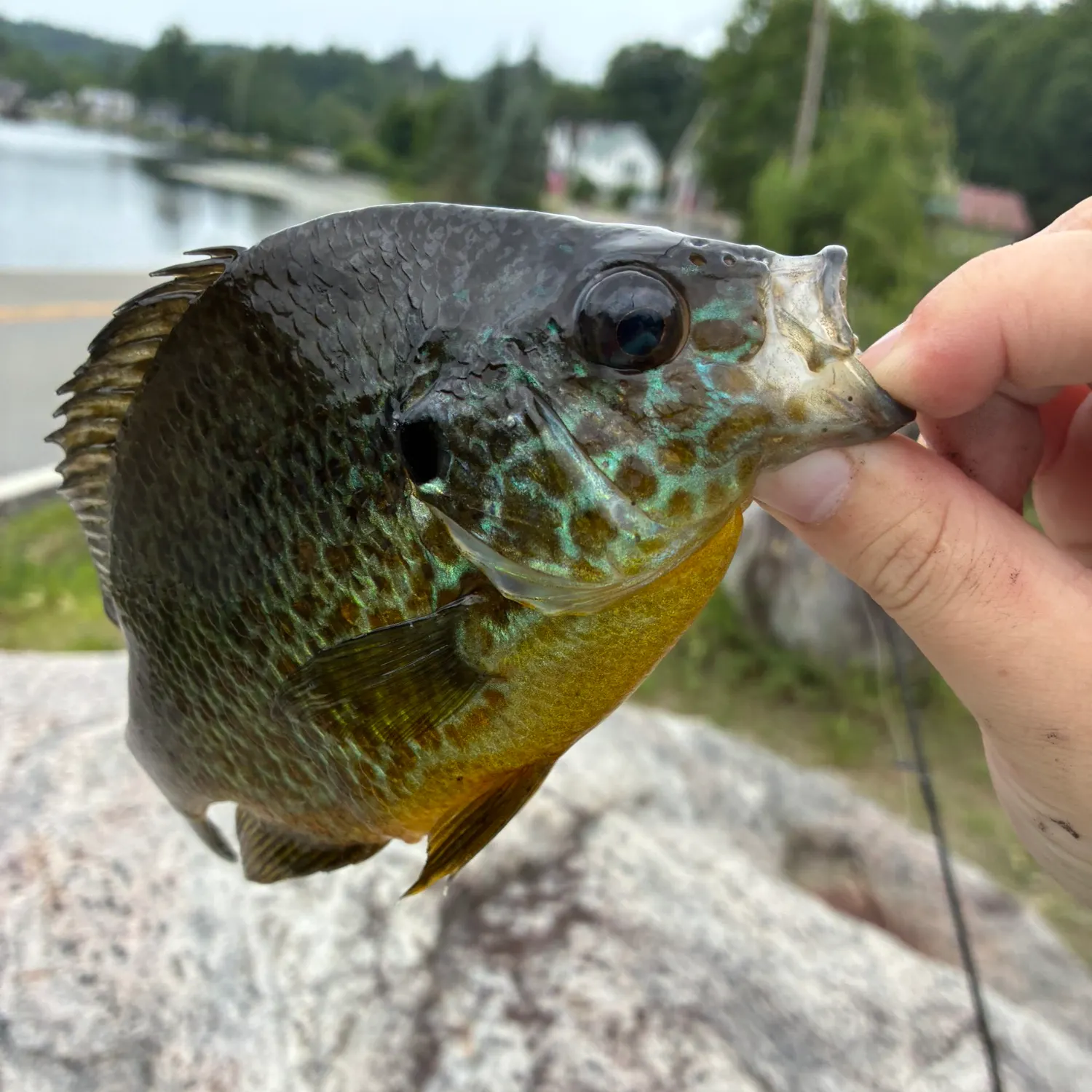 catch